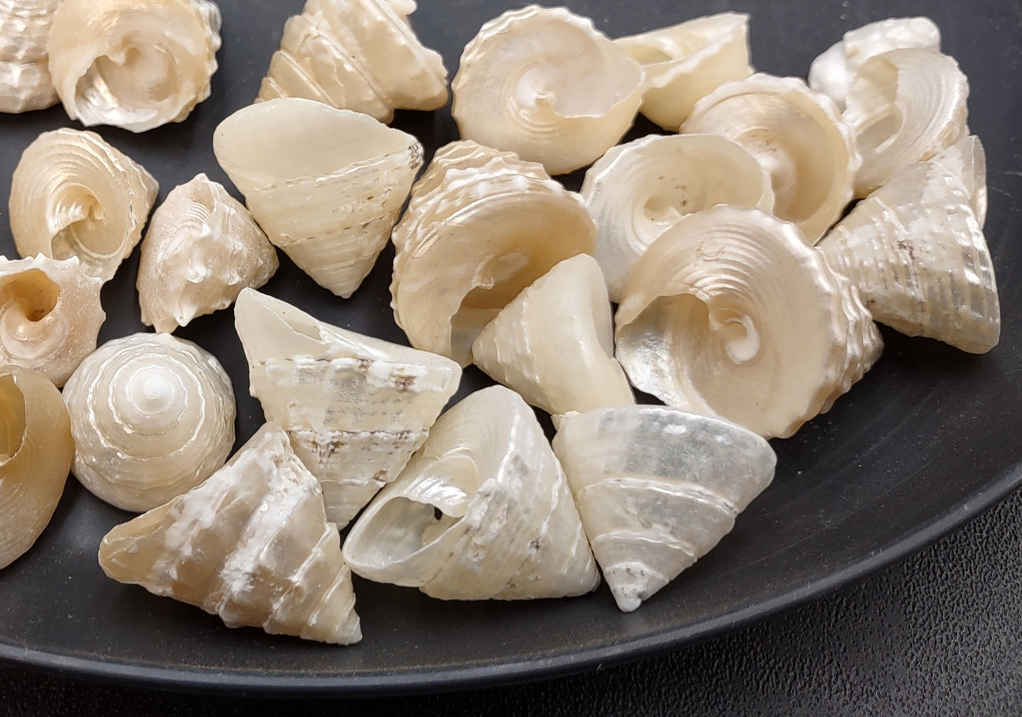 Pearlized Trochus Seashell Trochus Niloticus (10 shells approx. 0.75+ inch) Neat shells for coastal crafting décor & collections!