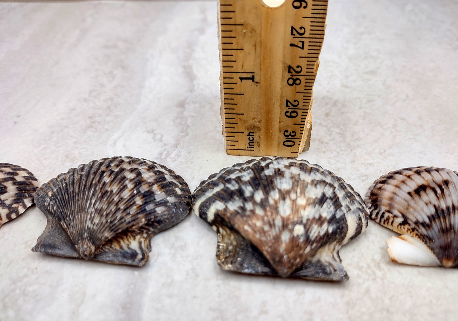 Photo of a group of black and white pecten shells. Black, white brown shells between one and two inches. Copyright 2024 SeashellSupply.com