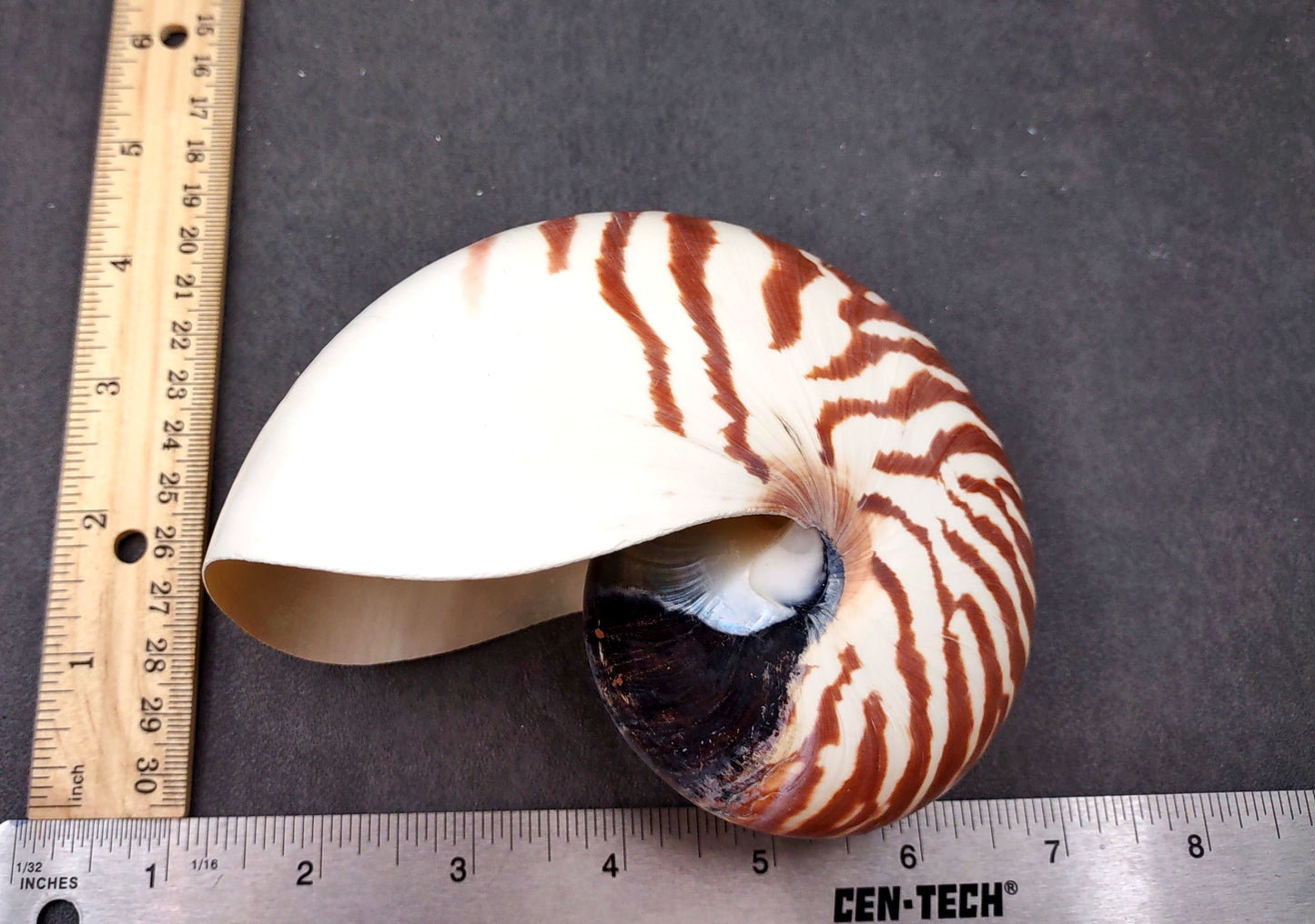 Natural Nautilus Seashell Nautilus Pompilius (1 shell approx. 5+ inches) Great shells for coastal crafting decor & collections!