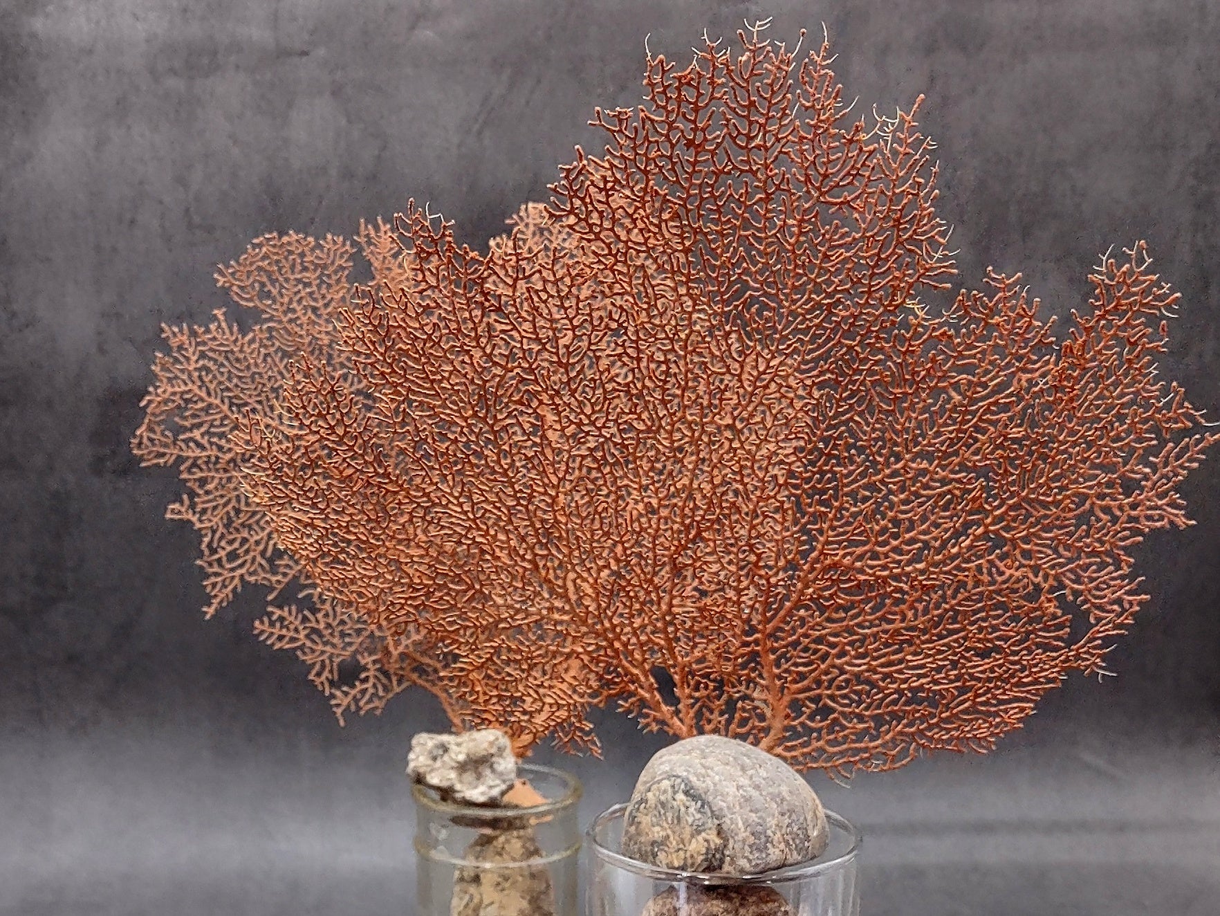 Pacifigorgia sold Red Color Large Sea Fan 14.5