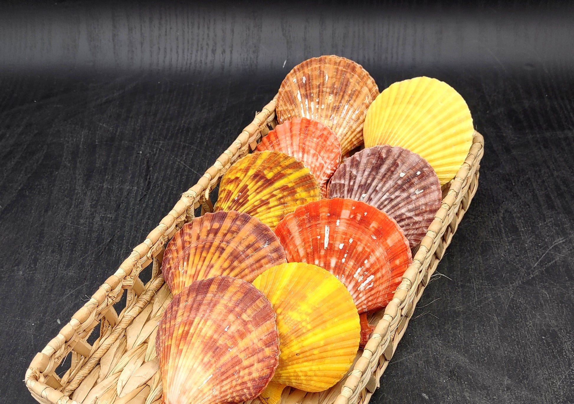 Noble Scallop Seashell Pairs Pecten Nobilis (3 shell pairs approx. 2.5+ inches). Copyright 2024 SeashellSupply.com