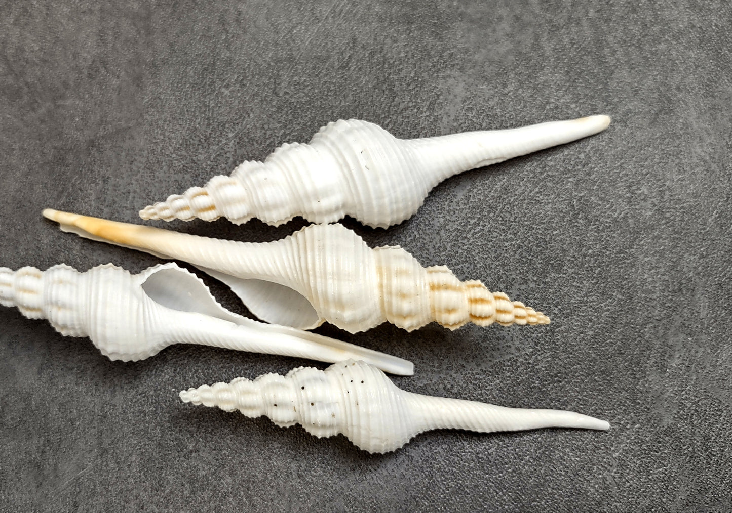 Distaff Spindle Seashells Fusinus Colus (4 shells approx. 3+ inches) Swell shells for any coastal themed arts and crafts!