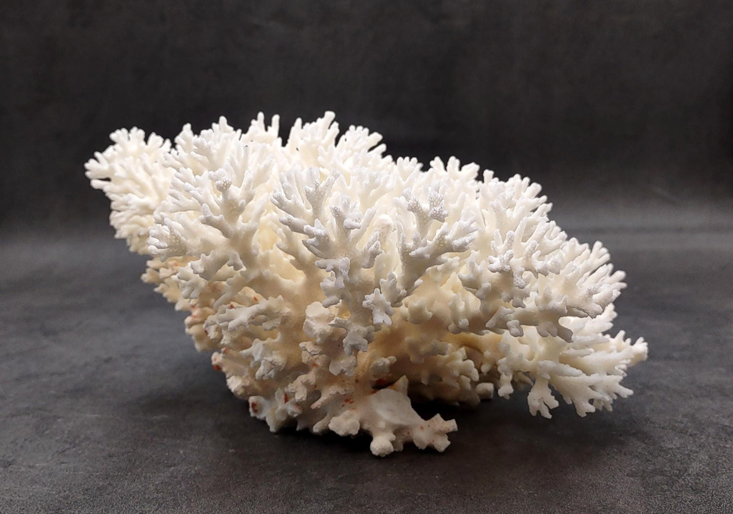 White Lace Coral Large Cluster Pocillopora Damicornis (1 coral approx. 9.5L x 4.25H X 7.5D inches) Unique Addition to Any Nautical Display!