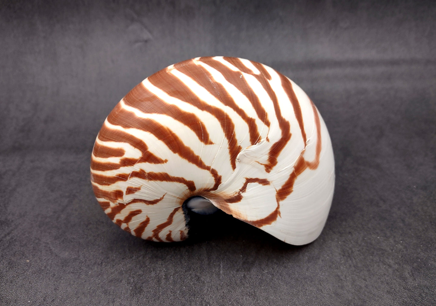 Natural Nautilus Seashell Nautilus Pompilius (1 shell approx. 5+ inches) Great shells for coastal crafting decor & collections!