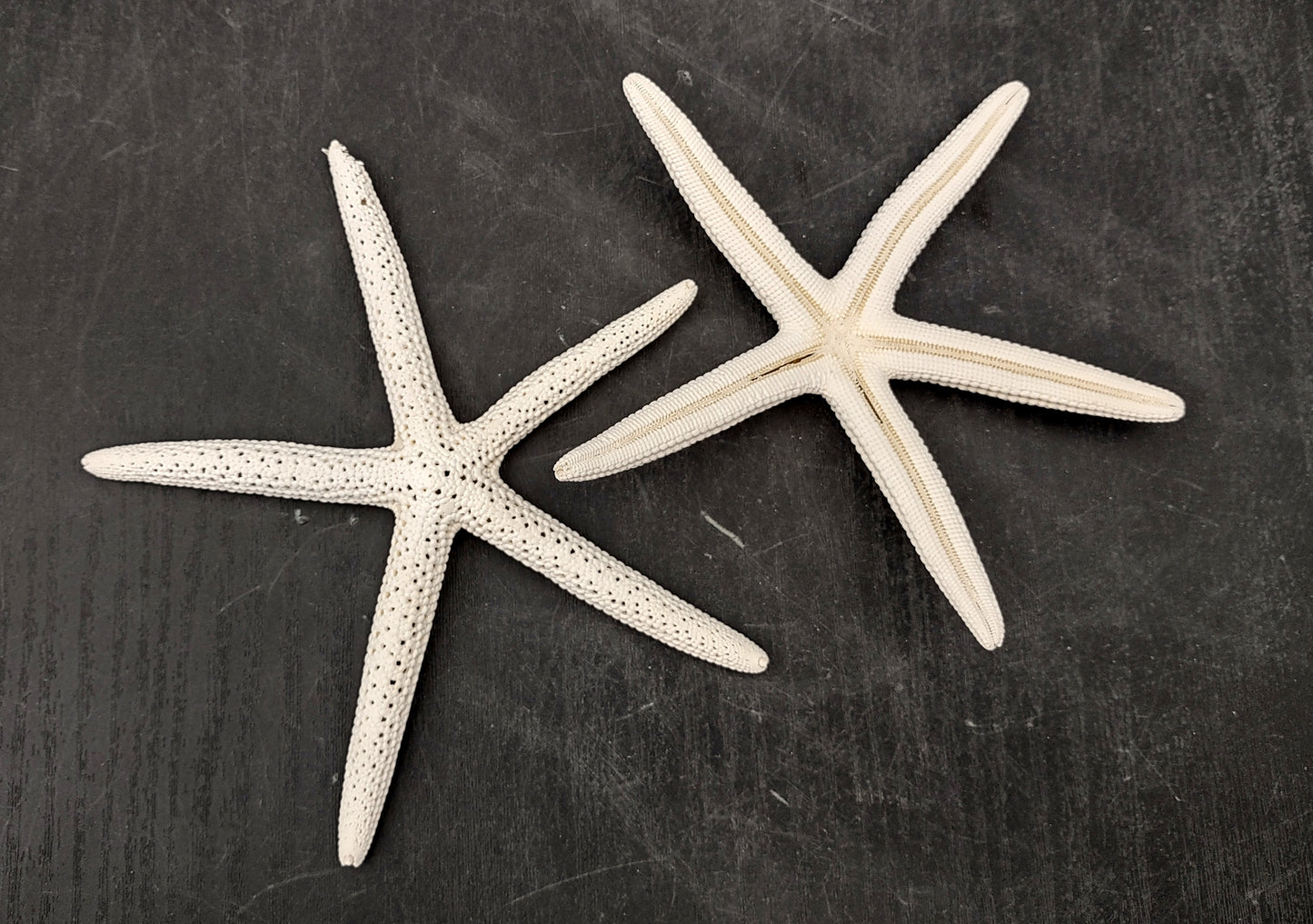 White Finger Starfish (2 pcs.) - (5-6 inches) - Linka Laevigata. Two white ribbed Starfish with long thin branches. Copyright 2022 SeaShellSupply.com.