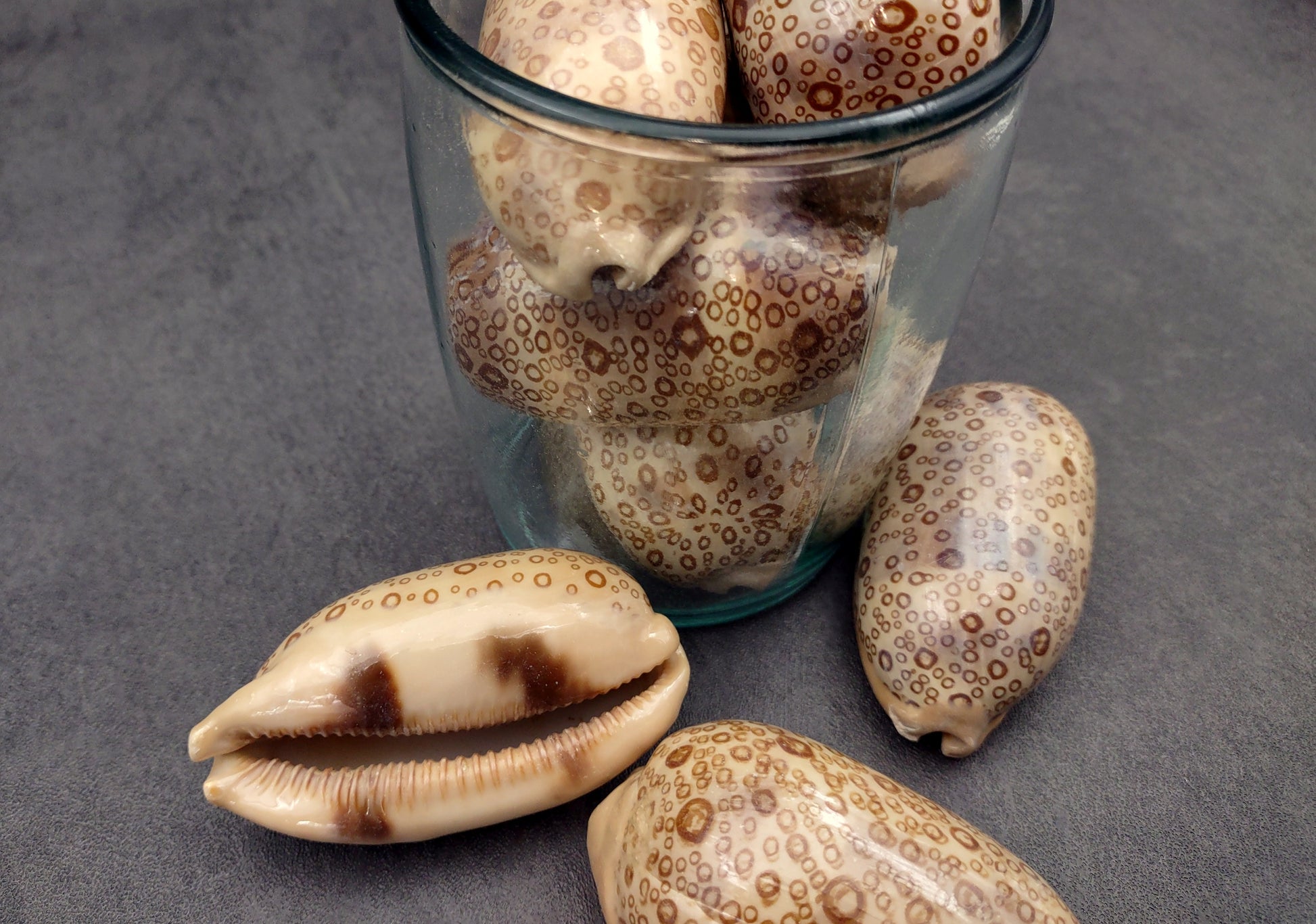 Eyed Cowrie Seashell - Cypraea Argus - (1 shell approx. 2.5-3 inches). Two shells, one showing the ribbed jagged edge of the wrapping of the shell and the other showing the outside design. Copyright 2022 SeaShellSupply.com.