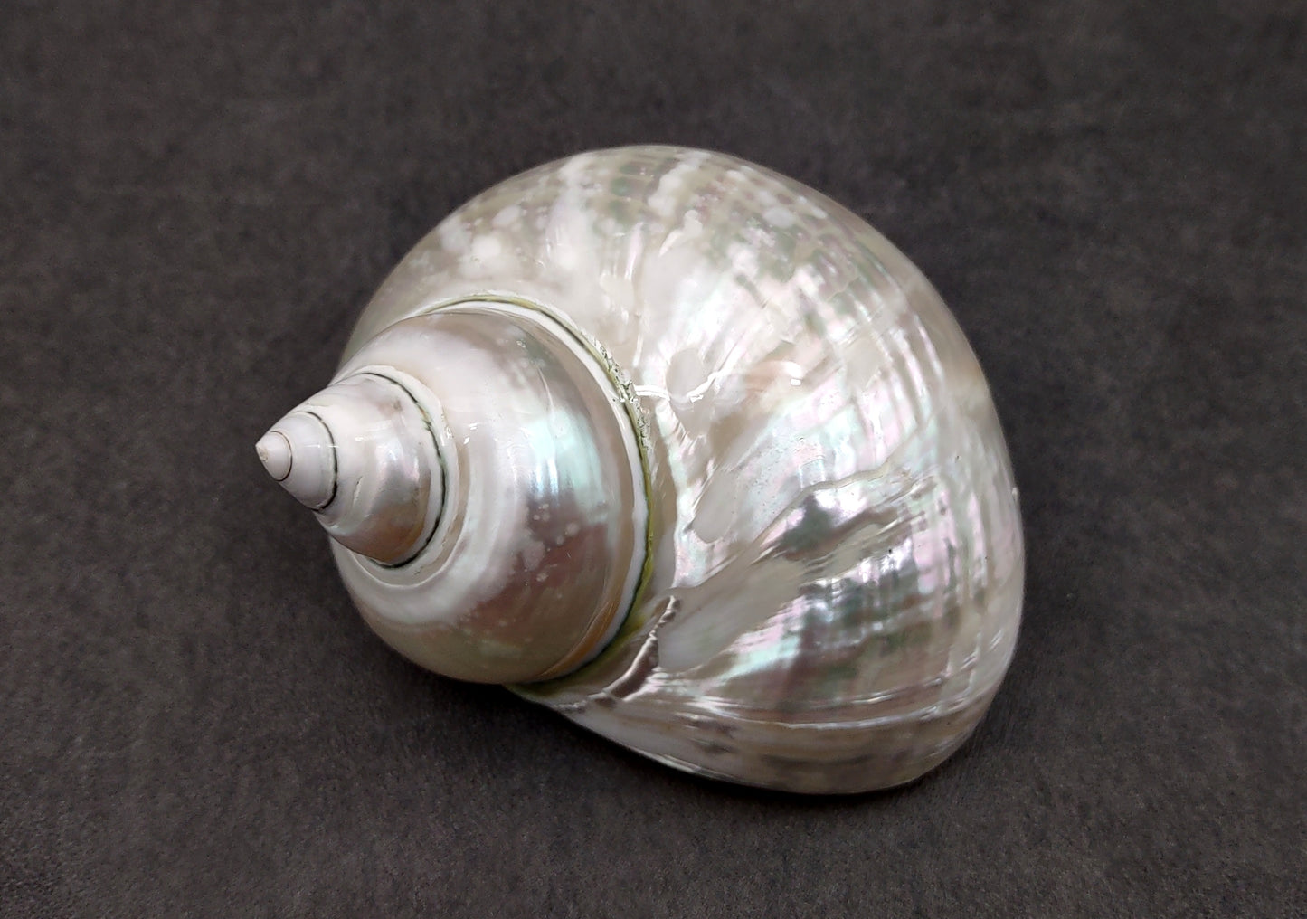 Pearlized Jade Turbo Shell Turbo Burgessi (1 shell approx. 3.5+ inches) Perfect shells for coastal crafting decor & collections!