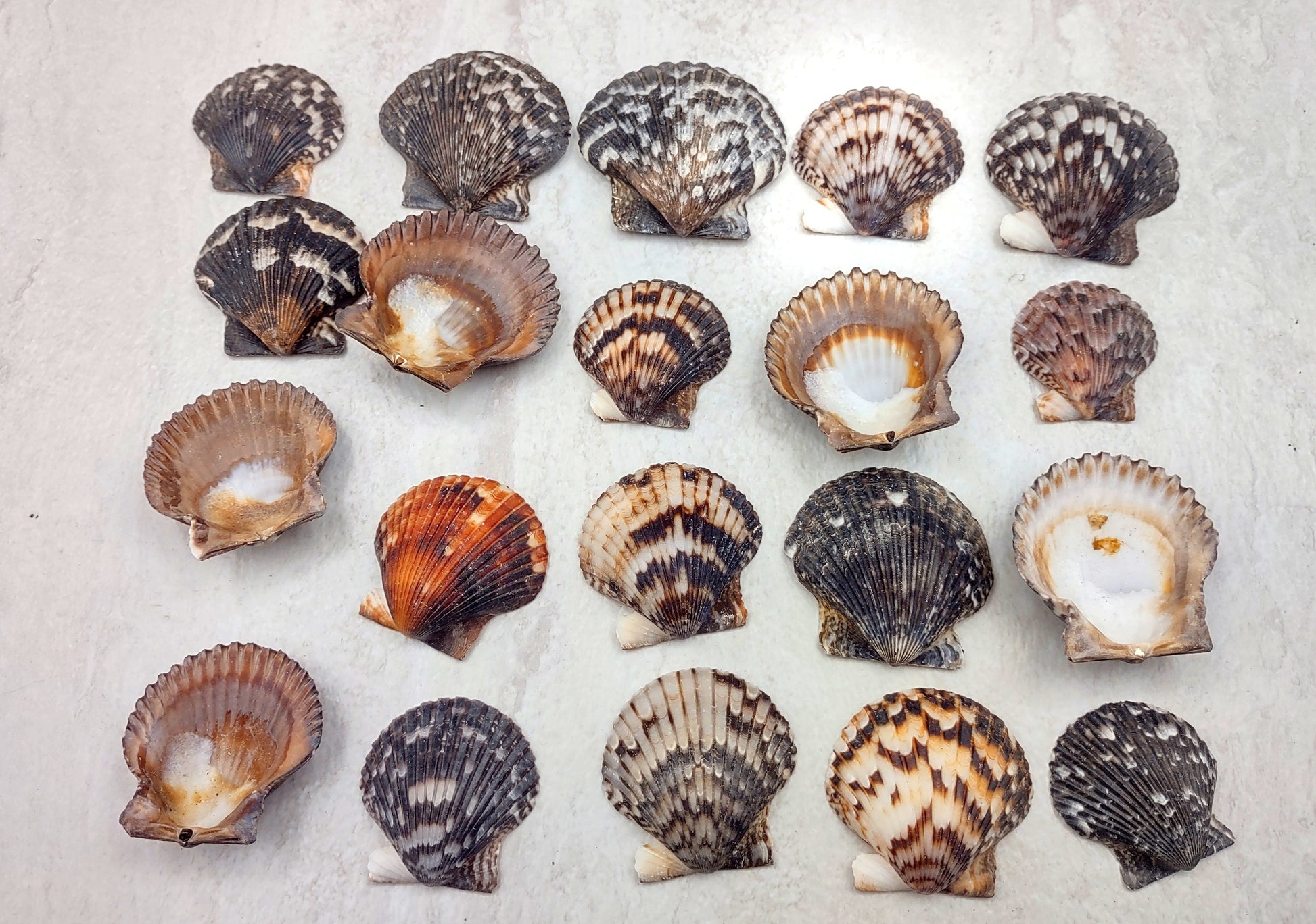 Photo of a group of black and white pecten shells. Black, white brown shells between one and two inches. Copyright 2024 SeashellSupply.com