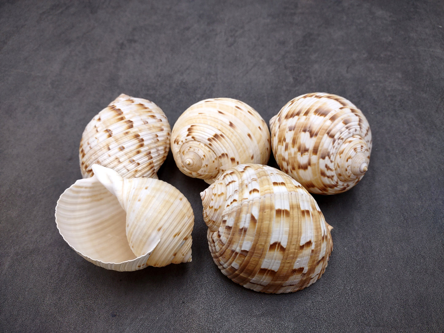 China Tun Seashell White Brown Tonna Chinensis (1 shell approx. 2+ inches) Great shells for coastal crafting décor & collections!