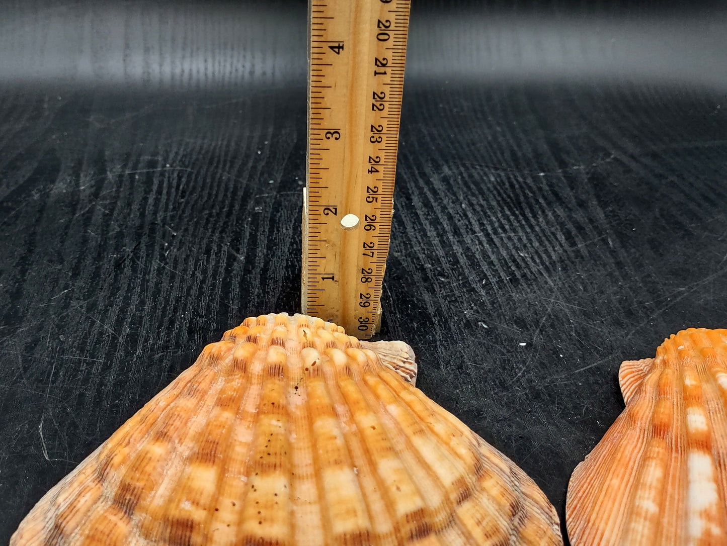 Orange Lion's Paw Scallop Seashell Pecten Subnodosus (1 shell approx. 5+ inches) Great shell for ocean decoration art projects & crafting!