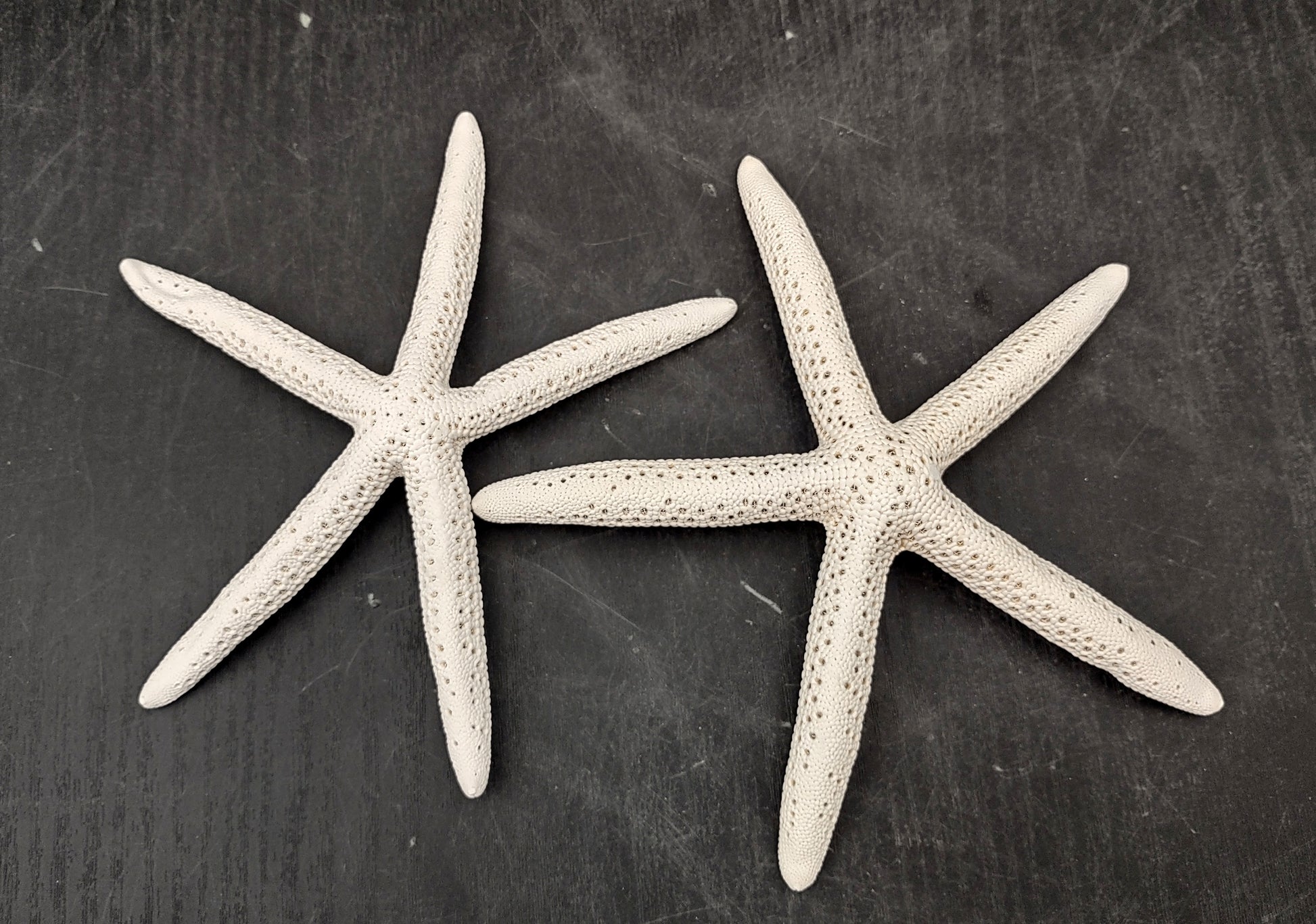 White Finger Starfish (2 pcs.) - (5-6 inches) - Linka Laevigata. Two white ribbed Starfish with long thin branches. Copyright 2022 SeaShellSupply.com.