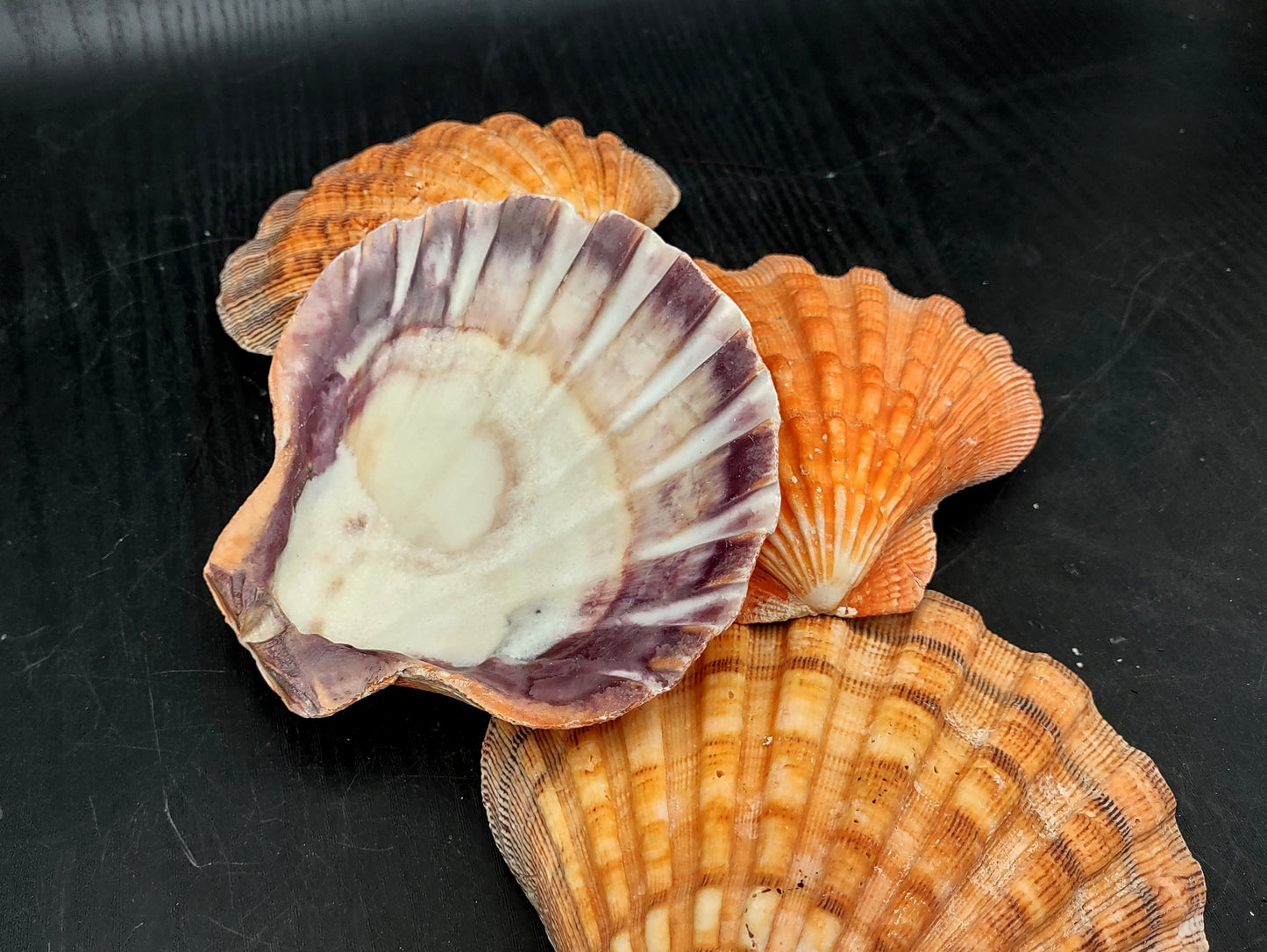 Orange Lion's Paw Scallop Seashell Pecten Subnodosus (1 shell approx. 5+ inches) Great shell for ocean decoration art projects & crafting!