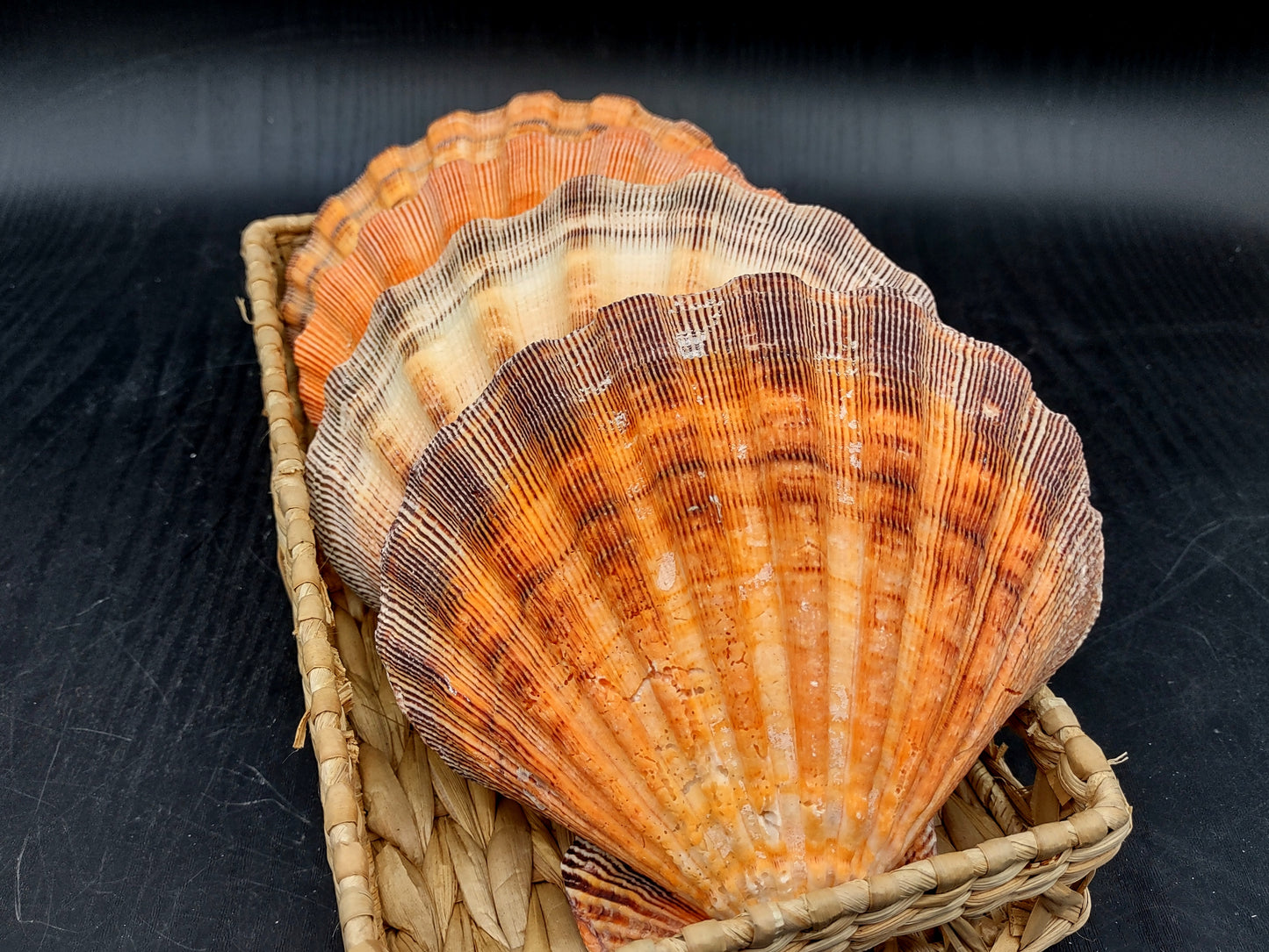 Orange Lion's Paw Scallop Seashell Pecten Subnodosus (1 shell approx. 5+ inches) Great shell for ocean decoration art projects & crafting!