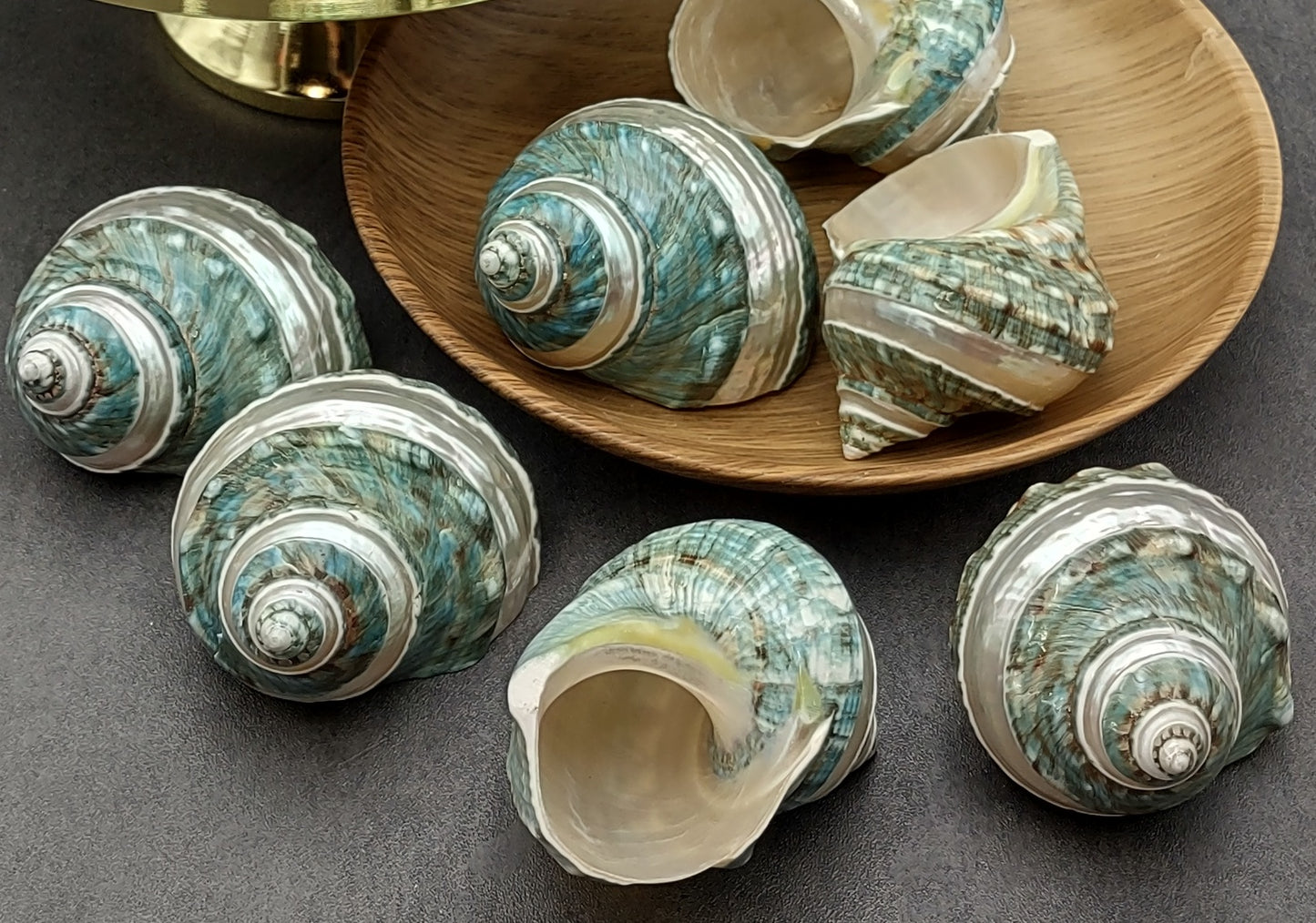 Polished Jade Turbo Shell w/Pearlized Stripe (3.5-4 inches) - Turbo Burgessi. Cream and turquoise colored swirled shells with one facing up to show the spiral and coloring and the other showing the opening. Copyright 2022 SeaShellSupply.com.