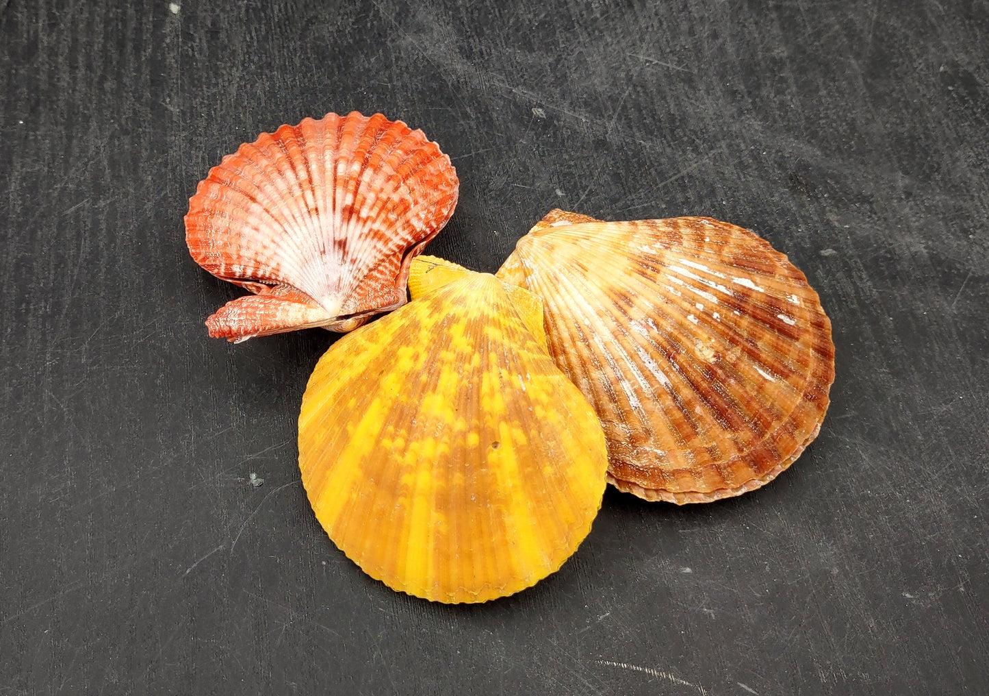 Noble Scallop Seashell Pairs Pecten Nobilis (3 shell pairs approx. 2.5+ inches). Copyright 2024 SeashellSupply.com