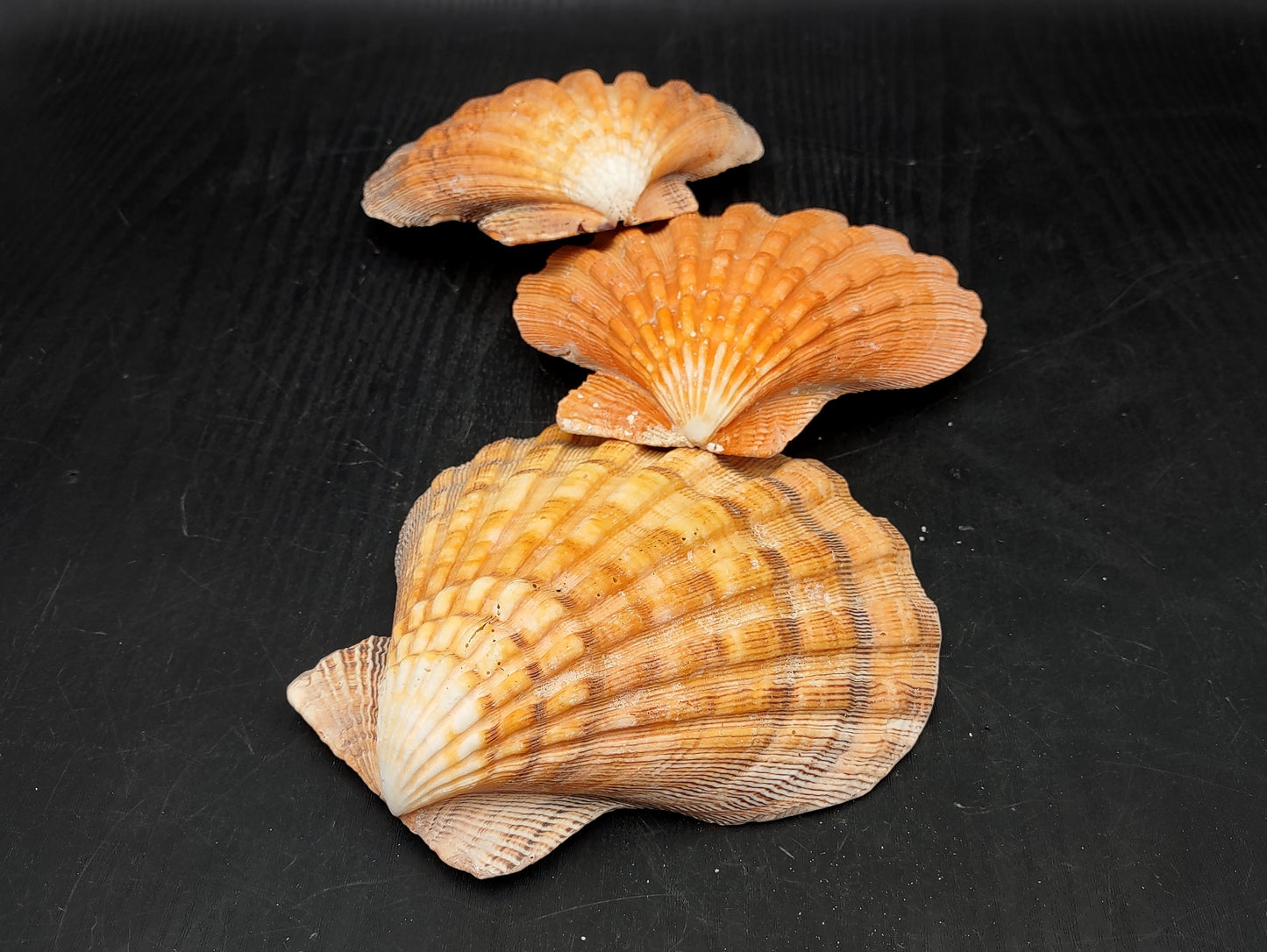 Orange Lion's Paw Scallop Seashell Pecten Subnodosus (1 shell approx. 5+ inches) Great shell for ocean decoration art projects & crafting!