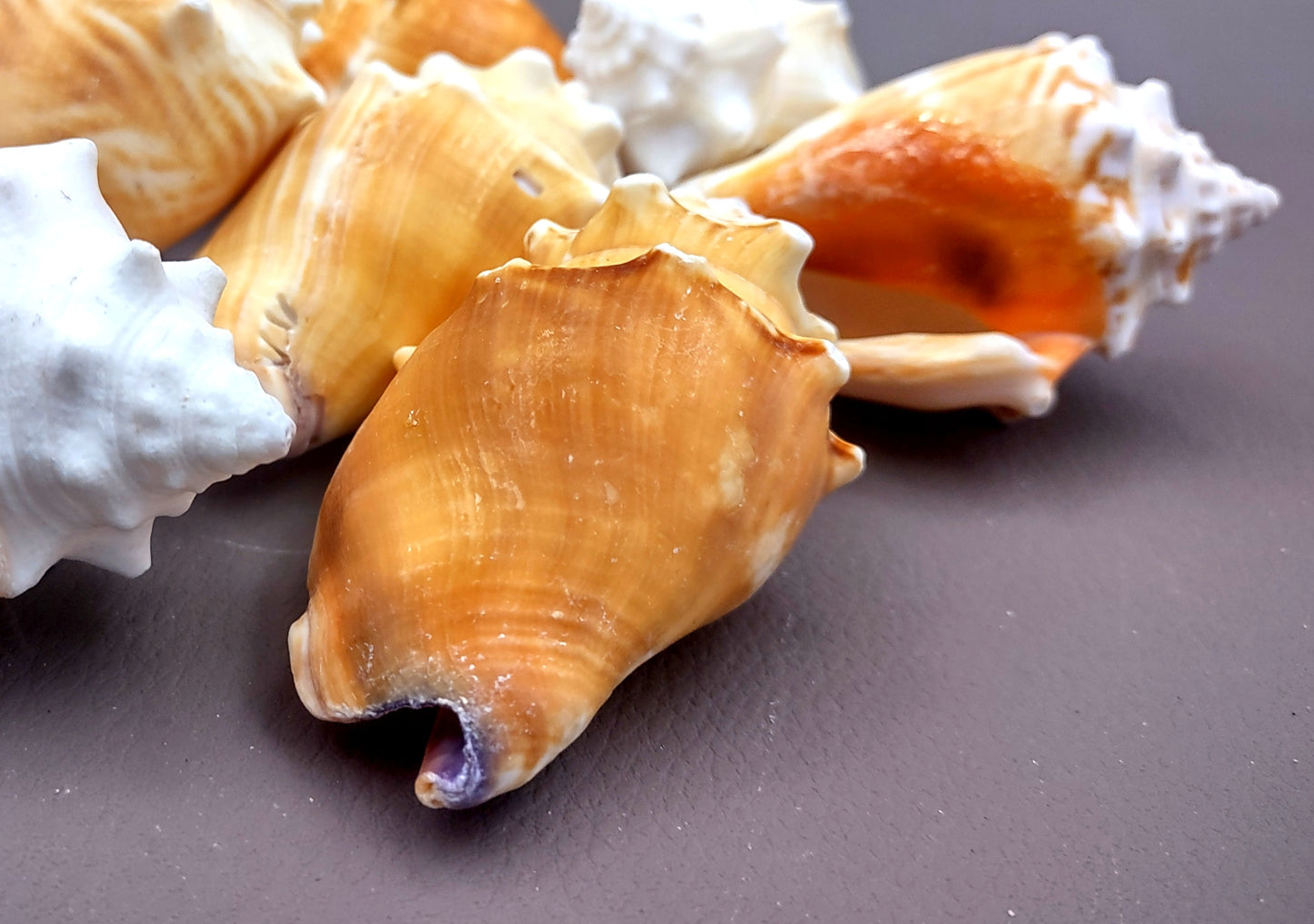 Florida Fighting Conch Seashell - Strombus Pugilus - (2 shells 2-3 inches). Orange tinted shells knobby shells. Copyright 2024 SeaShellSupply.com.