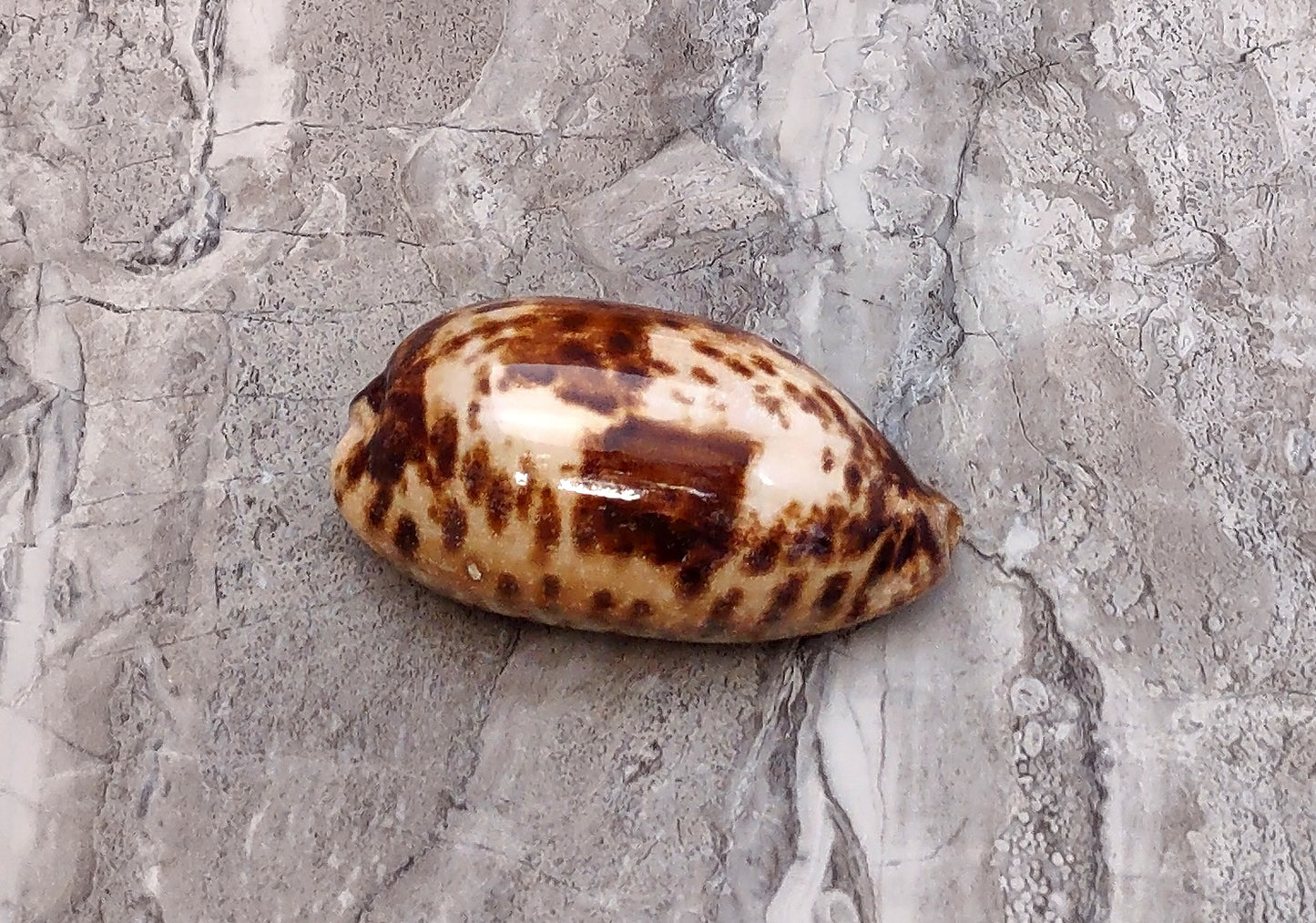 Tortoise Cowrie Seashell - Cypraea Testudinaria - (1 shell approx. 4-4.5 inches). Brown and white tinted wide wrapped shell. Copyright 2022 SeaShellSupply.com.