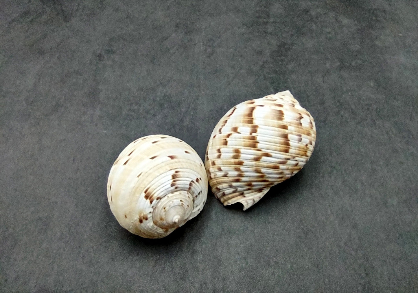 China Tun Seashell White Brown Tonna Chinensis (1 shell approx. 2+ inches) Great shells for coastal crafting décor & collections!