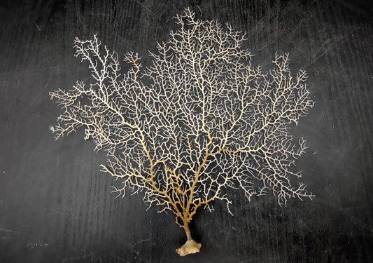 White Sea Fan Coral (1 fan approx. 10-11+ inches) Copyright 2024 SeashellSupply.com