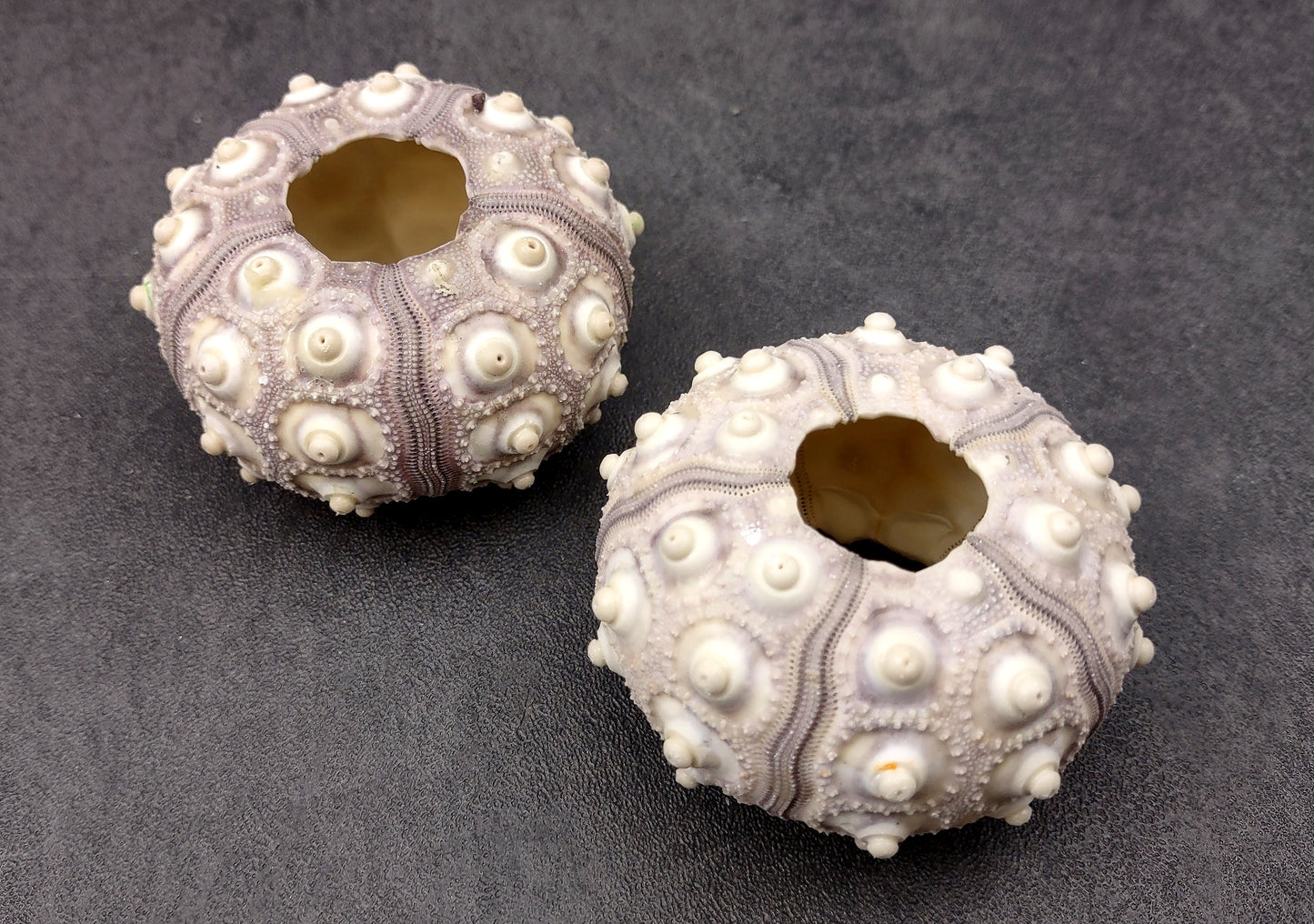 XL Sputnik/Thai Sea Urchins - Phyllacanthus Parvispinus - (2 urchins approx. 2.5+ inches). Two sand textured hollow Urchins with an opening in the top. Copyright 2024 SeaShellSupply.com.