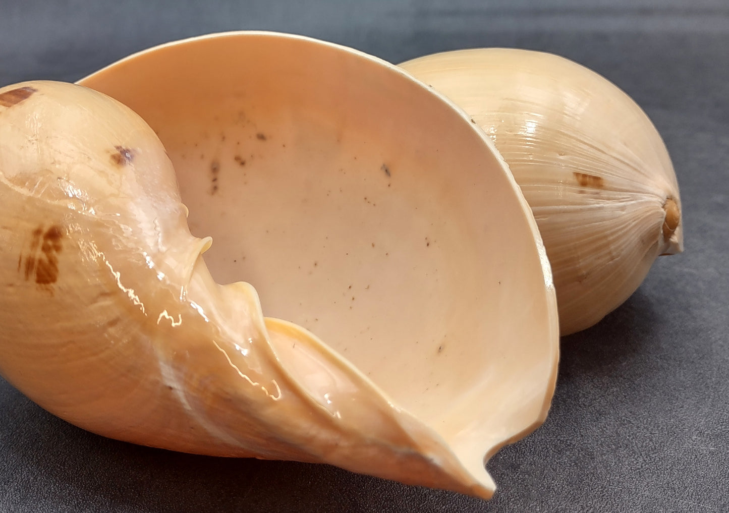 Large Indian Melo Volute Seashell Voluta Melo (1 shell approx. 5+ inches) Special shells for coastal crafting decor & collections!