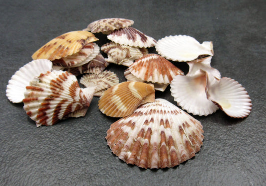 Tranquebar Scallop Seashells Pecten (20 shells approx. 1+ inches) Great shell for ocean decoration art projects & crafting!