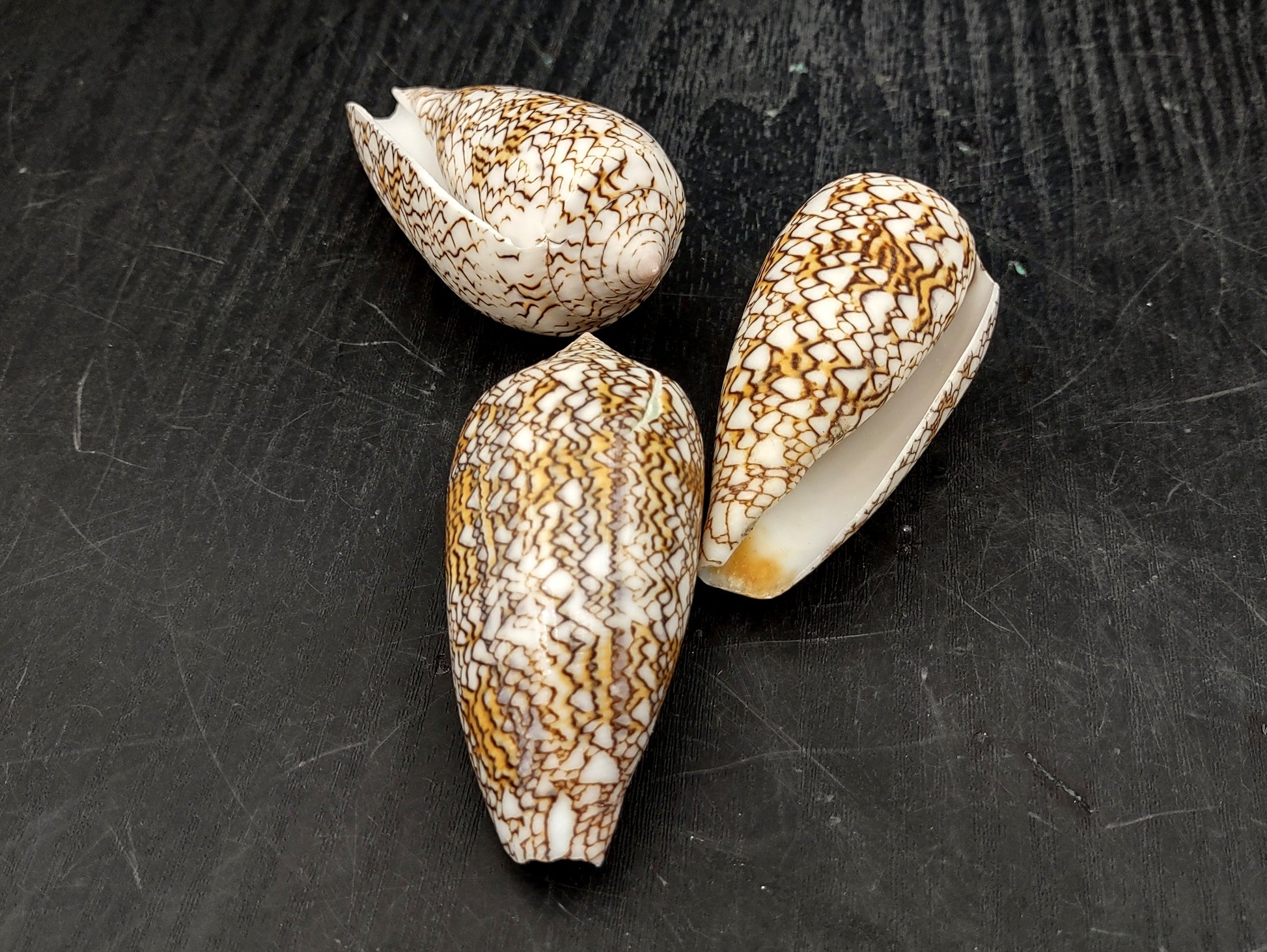 Cloth of Gold Cone Seashell - Conus Textile - (1 shell approx. 2.5-3 inches). One white, brown, and orange patterned beautiful shell with almost a mountain like pattern. Copyright 2022 SeaShellSupply.com.