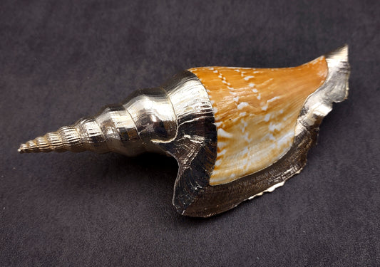 Silver-Plated Lister's Conch - Strombis Listeri - (1 Shell approx. 3-5 inches) One orange and white pointed, spiral, silver plated shell. Copyright 2022 SeaShellSupply.com.