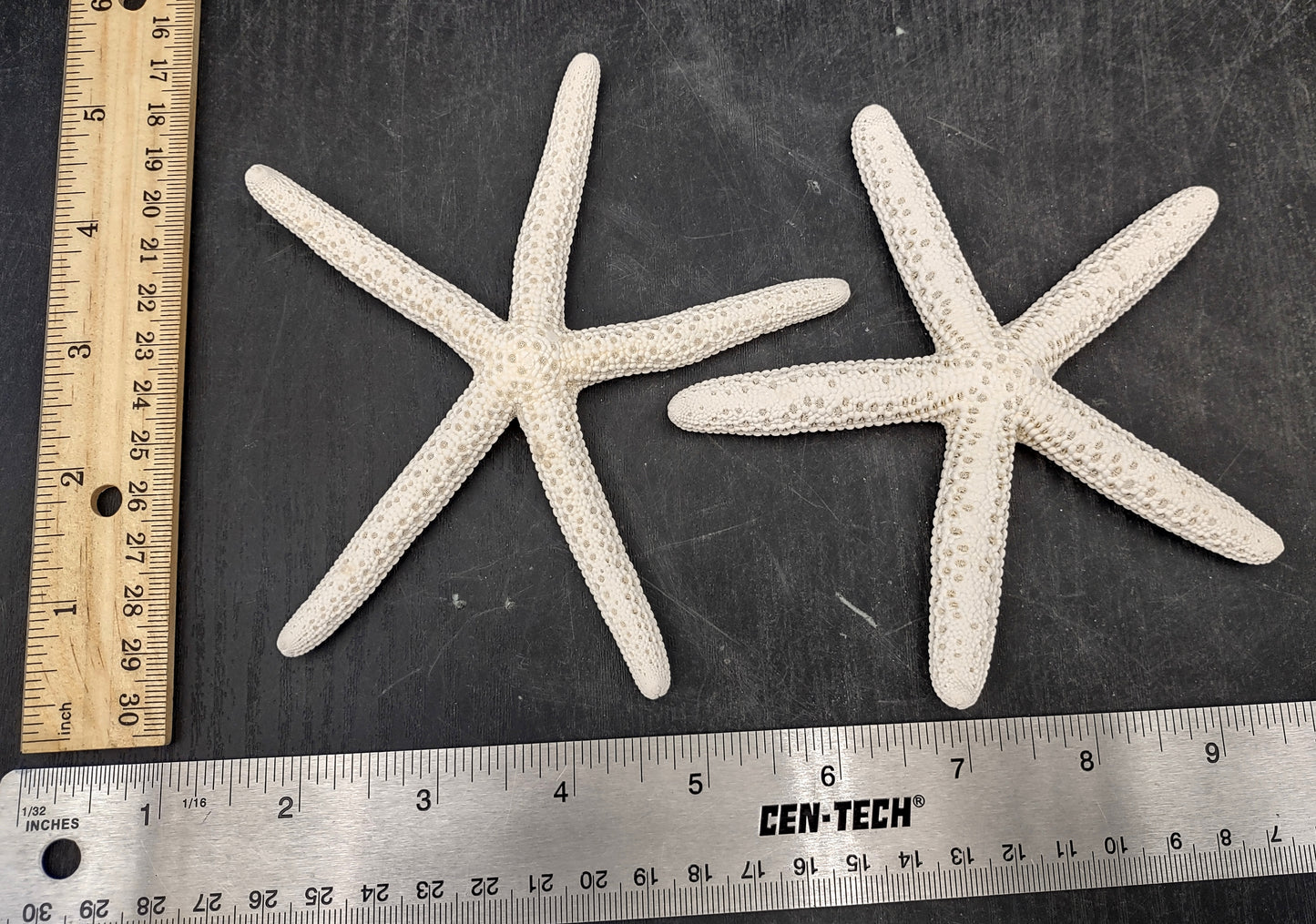 White Finger Starfish (2 pcs.) - (5-6 inches) - Linka Laevigata. Two white ribbed Starfish with long thin branches. Copyright 2022 SeaShellSupply.com.