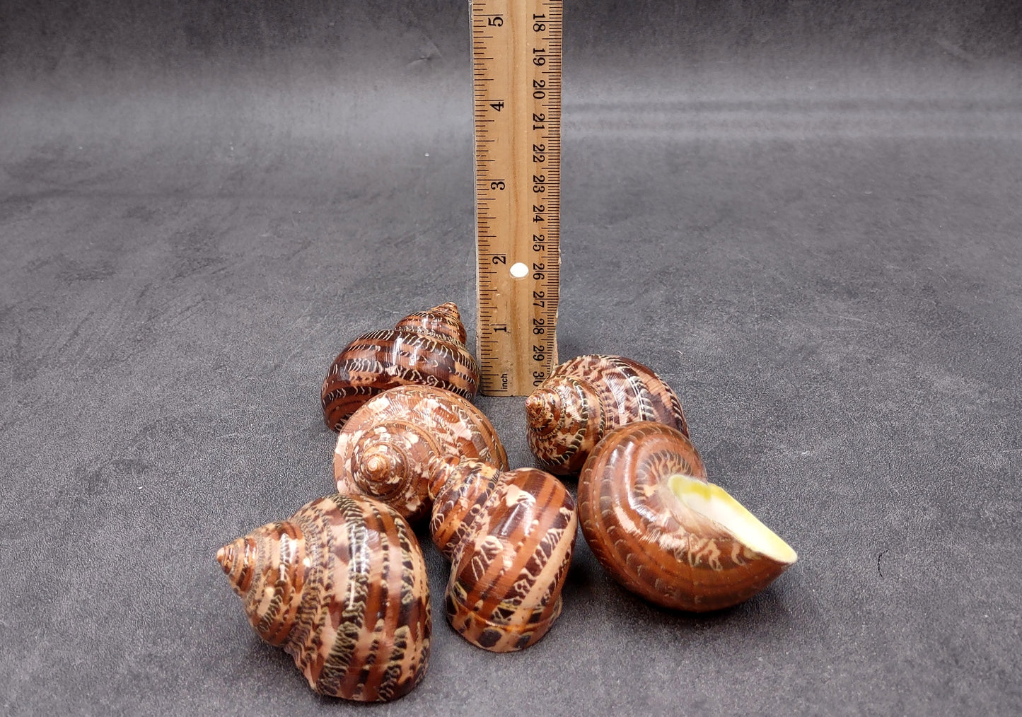 Tapestry Turbo Brown Seashells Turbo Petholatus (2 shells approx. 2+ inches) Shells for any coastal collecton or art project!