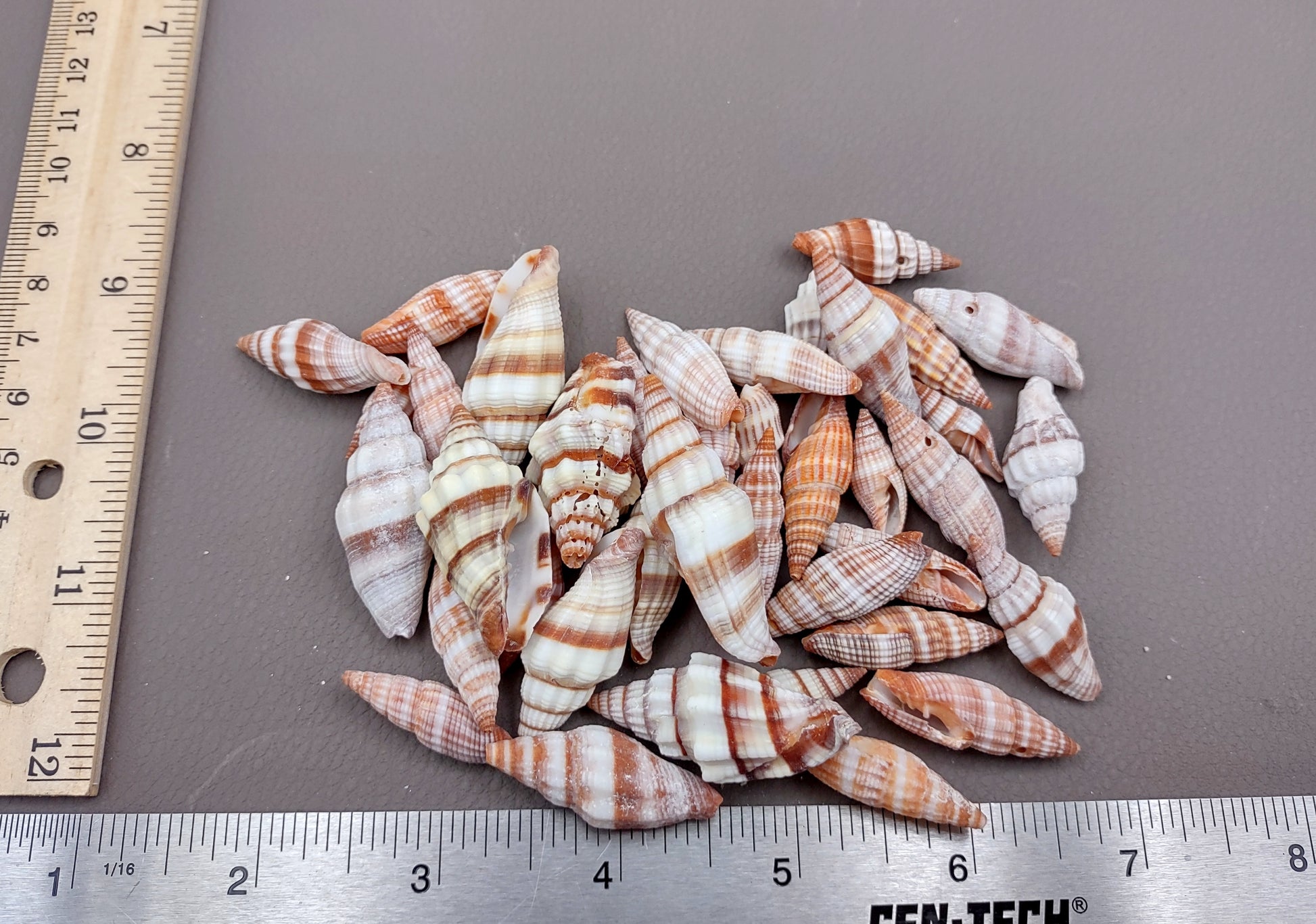 Assorted Miter Seashells (appx. 22-25 pcs.). Multiple red and orange shaded spiral ribbed shells in a pile. Copyright 2024 SeaShellSupply.com.