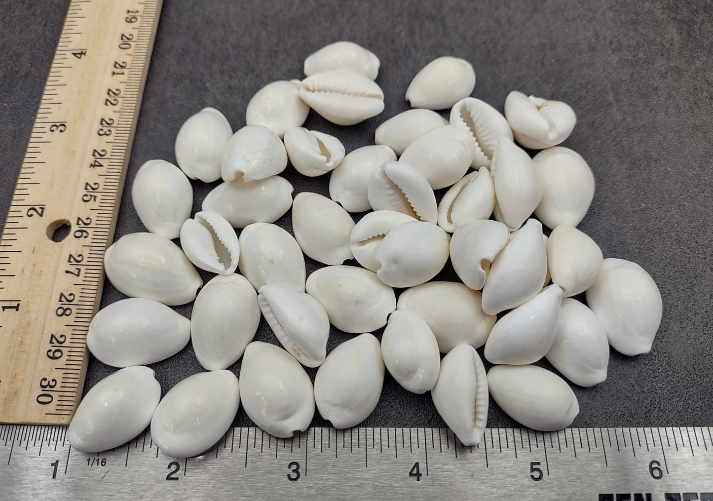 White Cowrie Seashells - Cypraea Annulus - (45-50 shells approx. .5-.75 inch). Multiple white shells in a pile. Copyright 2024 SeaShellSupply.com.