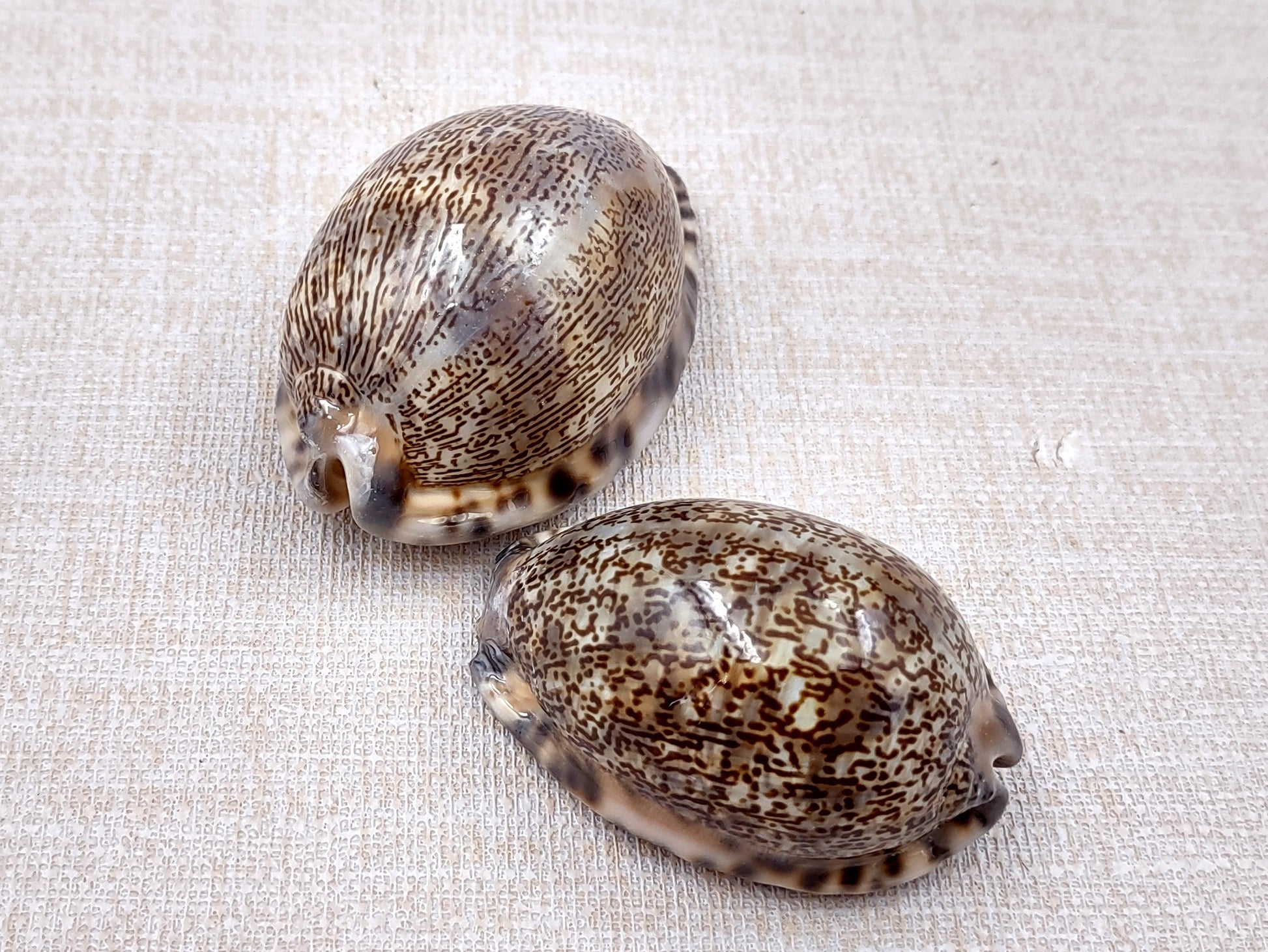 Large Arabic Cowrie Seashells Cypraea Arabica (2 shells approx. 2+ inches) Beautiful shells for any coastal crafting or décor! Brown and white spotted wrapped shells. Copyright 2024 SeaShellMart.com