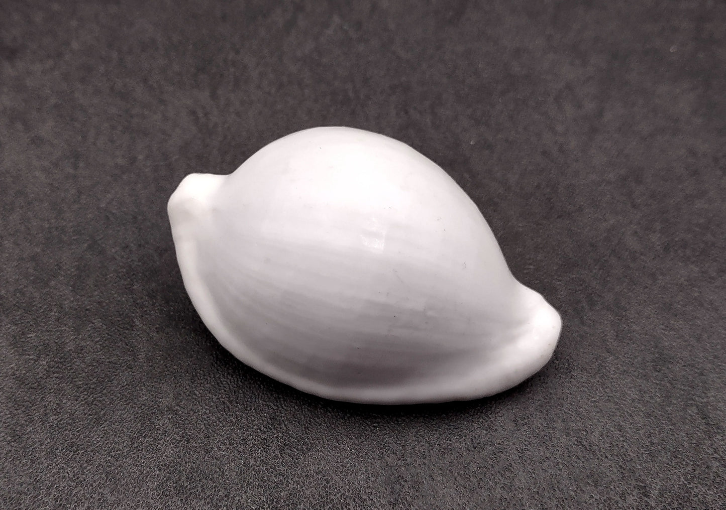 Egg Cowrie Seashell (2 Inches) - Ovula Ovum. White shiny shell. Copyright 2024 SeaShellSupply.com