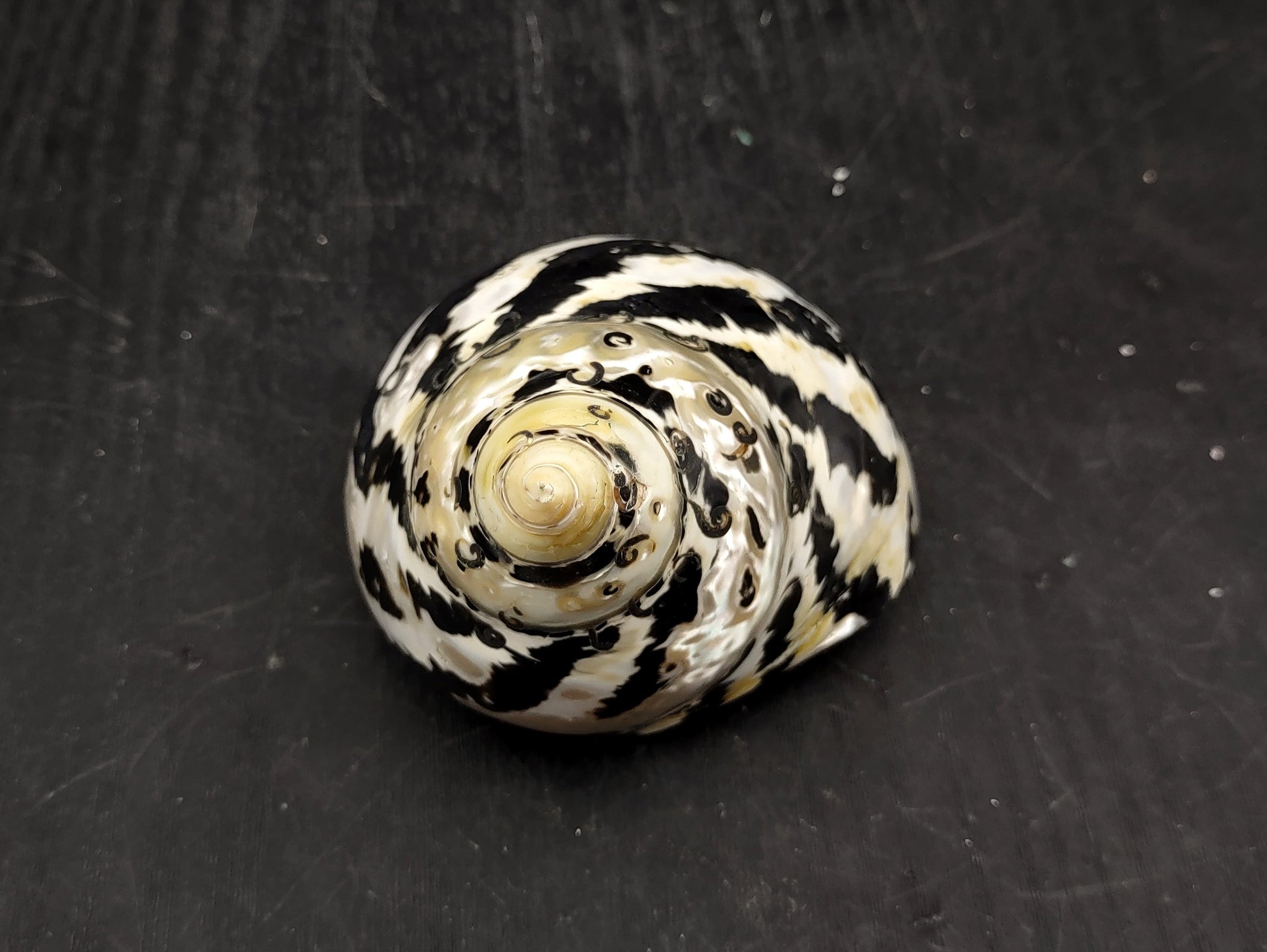 Polished West Indian Top/Magpie Seashell (appx. 2 inches) - Cittarium Pica. One black and white spotted spiral shell. Copyright 2022 SeaShellSupply.com.