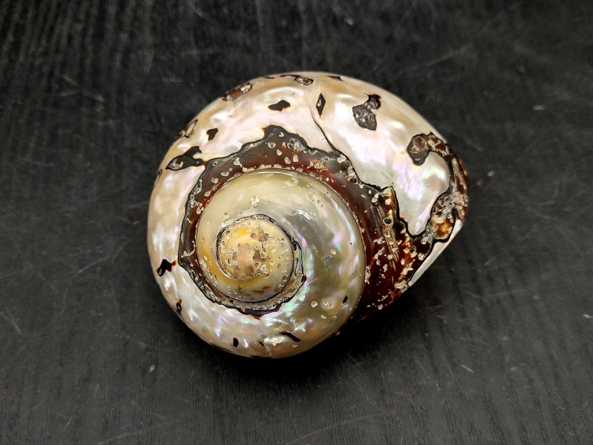 Polished South African Turban Seashell (3- 3.5 inches) - Turbo Sarmaticus. Multiple shells showing the brown and reflective pattern on the back and the others showing the opening and spiral. Copyright 2022 SeaShellSupply.com.