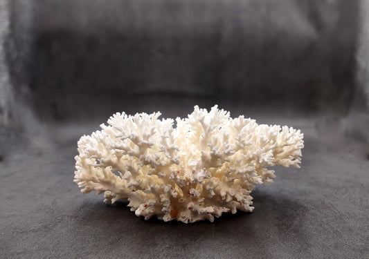 White Lace Coral Large Cluster Pocillopora Damicornis (1 coral approx. 9.5L x 4.25H X 7.5D inches) Unique Addition to Any Nautical Display!