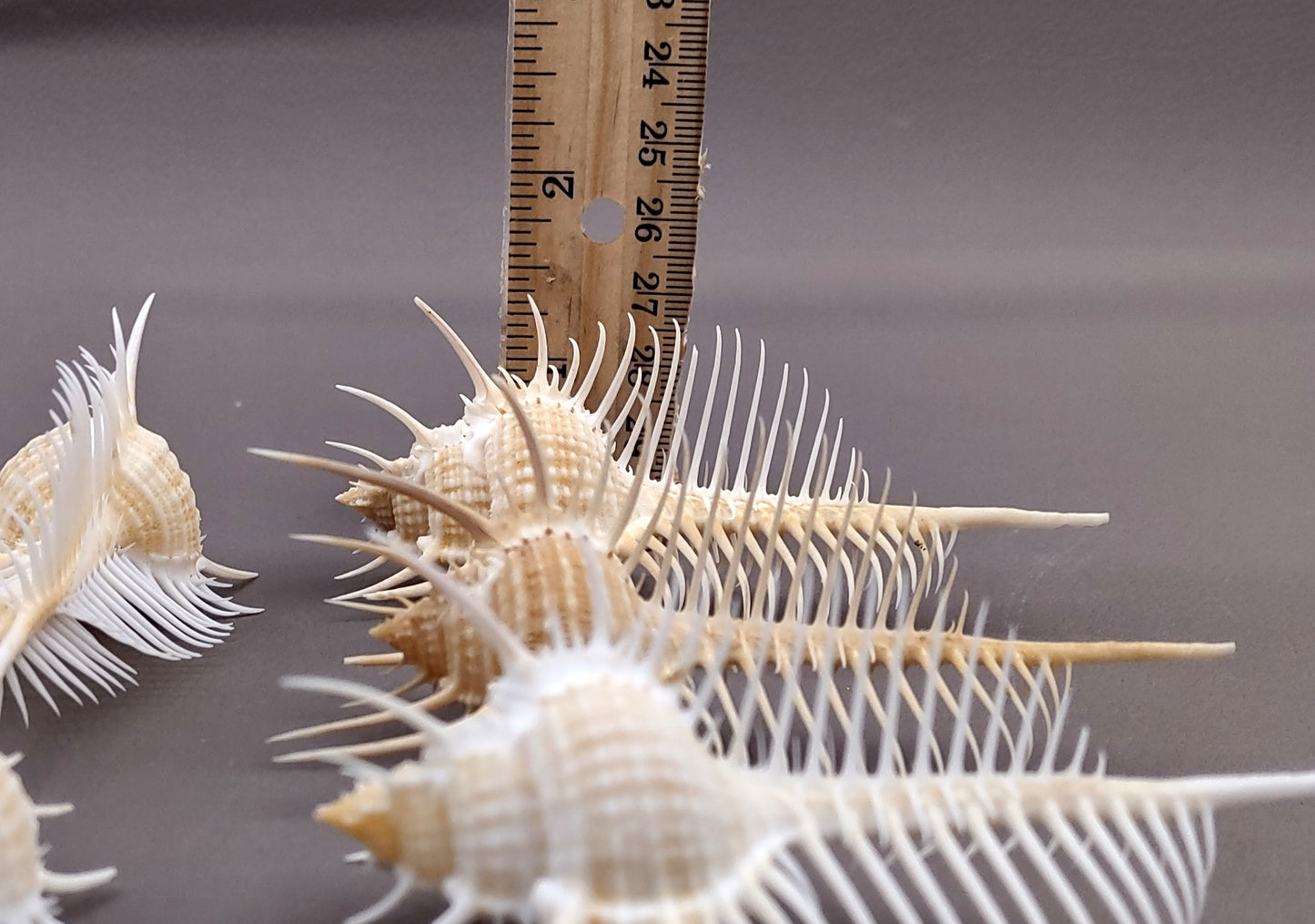 Venus Comb Murex Seashell - Murex Pecten - (1 shell approx. 4-5 inches). One wide elongated spiral shell with spike like arms poking out. Copyright 2024 SeaShellSupply.com