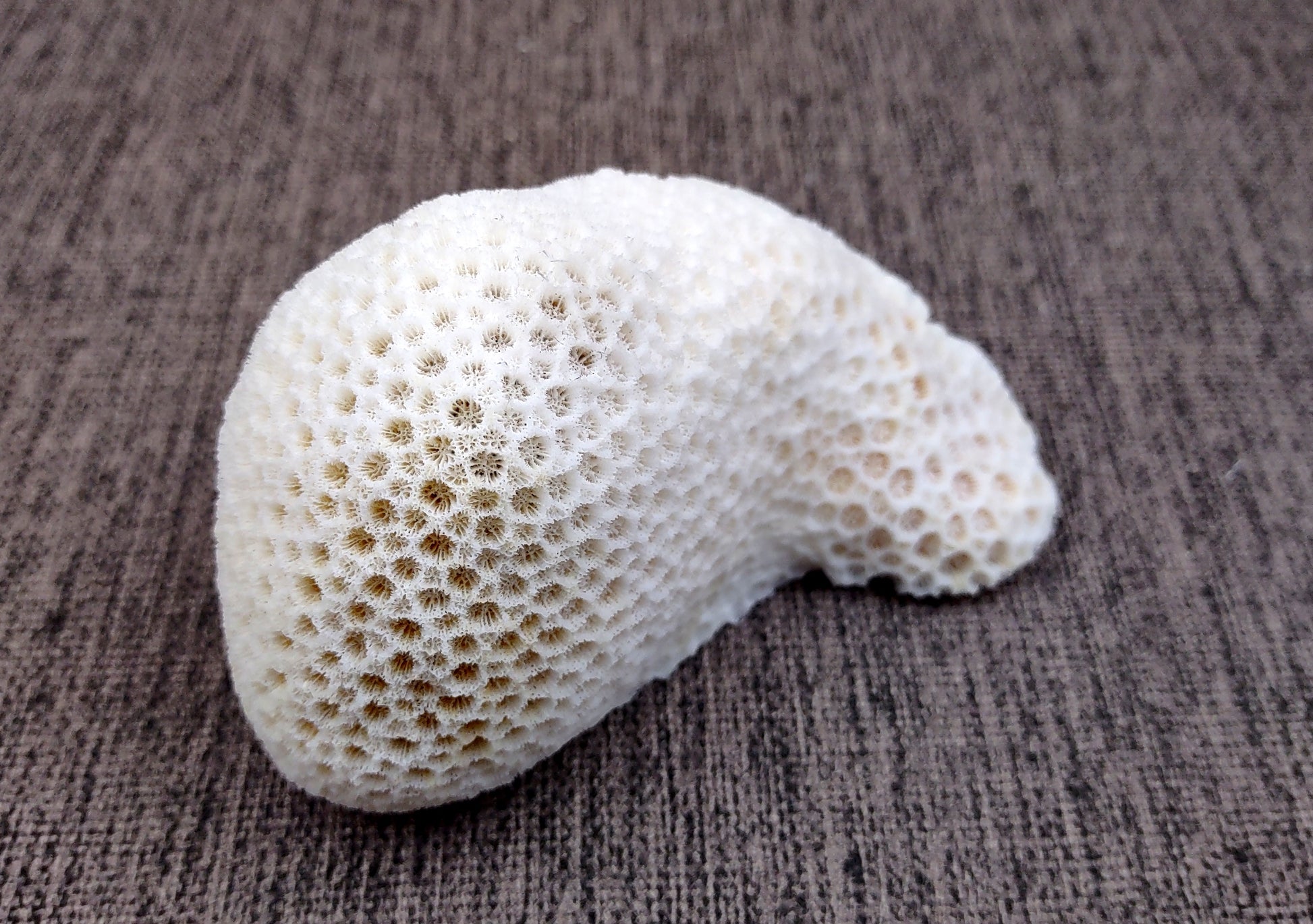 Farm Grown White Brain Coral (1 coral approx. 2+ inches) Earth friendly, display ready, sustainably grown & sourced! Textured round coral, white.  Copy right 2024 SeaShellMart.com
