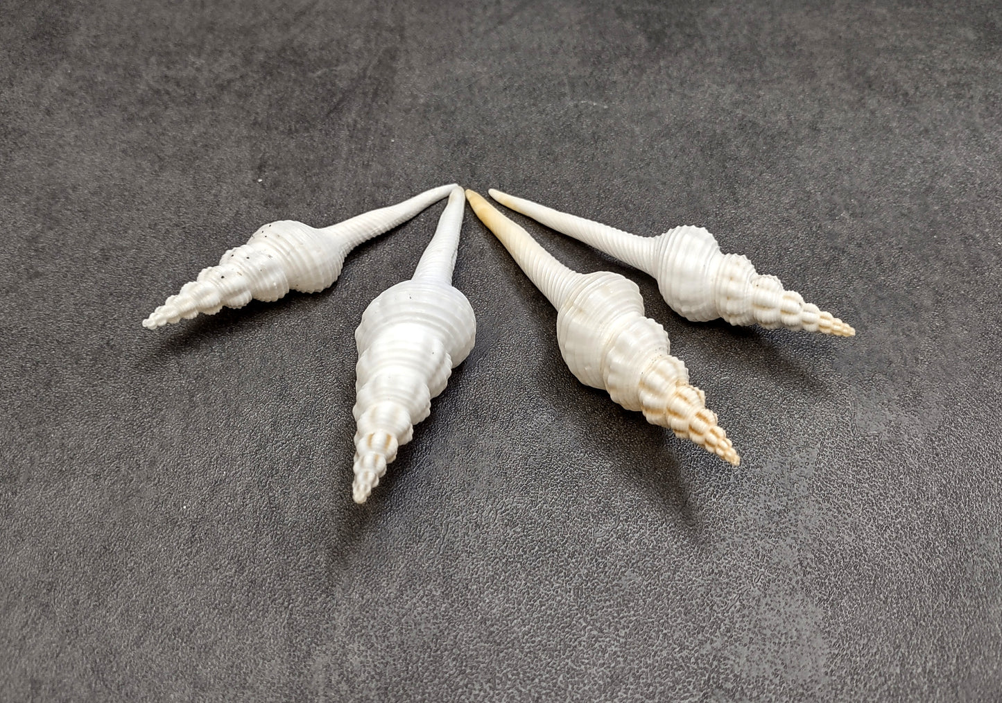 Distaff Spindle Seashells Fusinus Colus (4 shells approx. 3+ inches) Swell shells for any coastal themed arts and crafts!