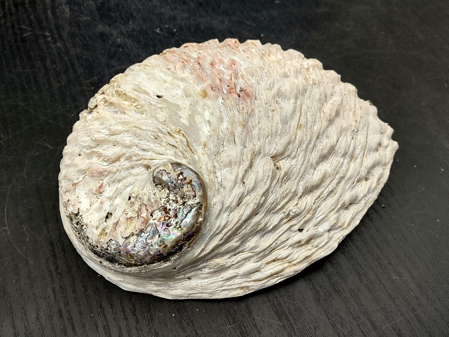 Midas South African Abalone Shell Haliotis Midae (1 shell approx. 6+ inches) Natural shell for collecting crafts arts & display!