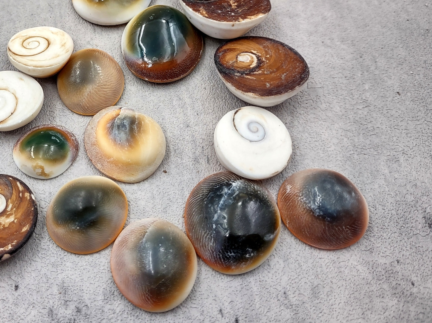 Cats Eyes Seashells Turbo Opercula (5 shells approx. 1+ inch) Perfect shells for coastal crafting décor & collections!