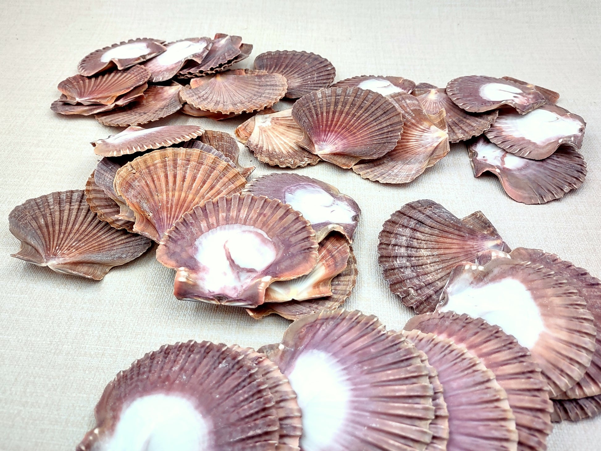 Mexican Flat Scallops - Pecten Vogdesi (10 shells approx. 2-3 inches). Multiple ombre brown ribbed shells in a fanned out system. Copyright 2022 SeaShellSupply.com.