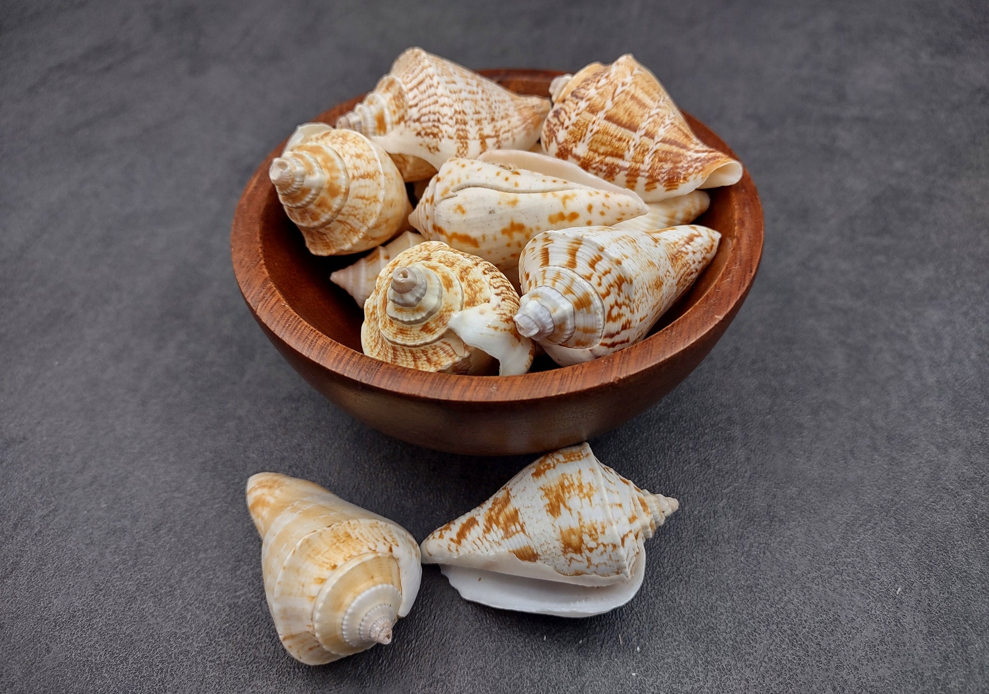 Margined Conch Seashells - Strombus Marginatus - (10 shells). A small pile of white spiral shells with brown accents. Copyright 2022 SeaShellSupply.com.