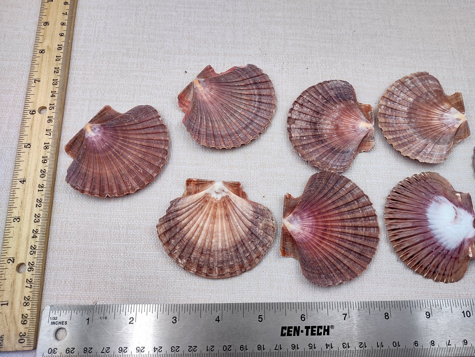 Mexican Flat Scallops - Pecten Vogdesi (10 shells approx. 2-3 inches). Multiple ombre brown ribbed shells in a fanned out system. Copyright 2022 SeaShellSupply.com.