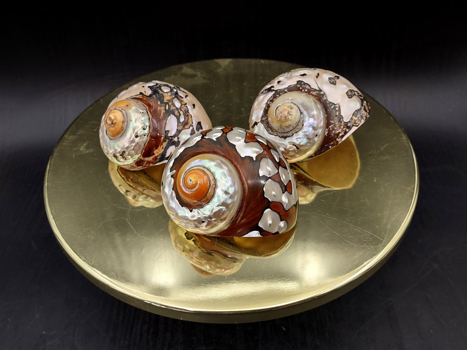 Polished South African Turban Seashell (3- 3.5 inches) - Turbo Sarmaticus. Multiple shells showing the brown and reflective pattern on the back and the others showing the opening and spiral. Copyright 2022 SeaShellSupply.com.