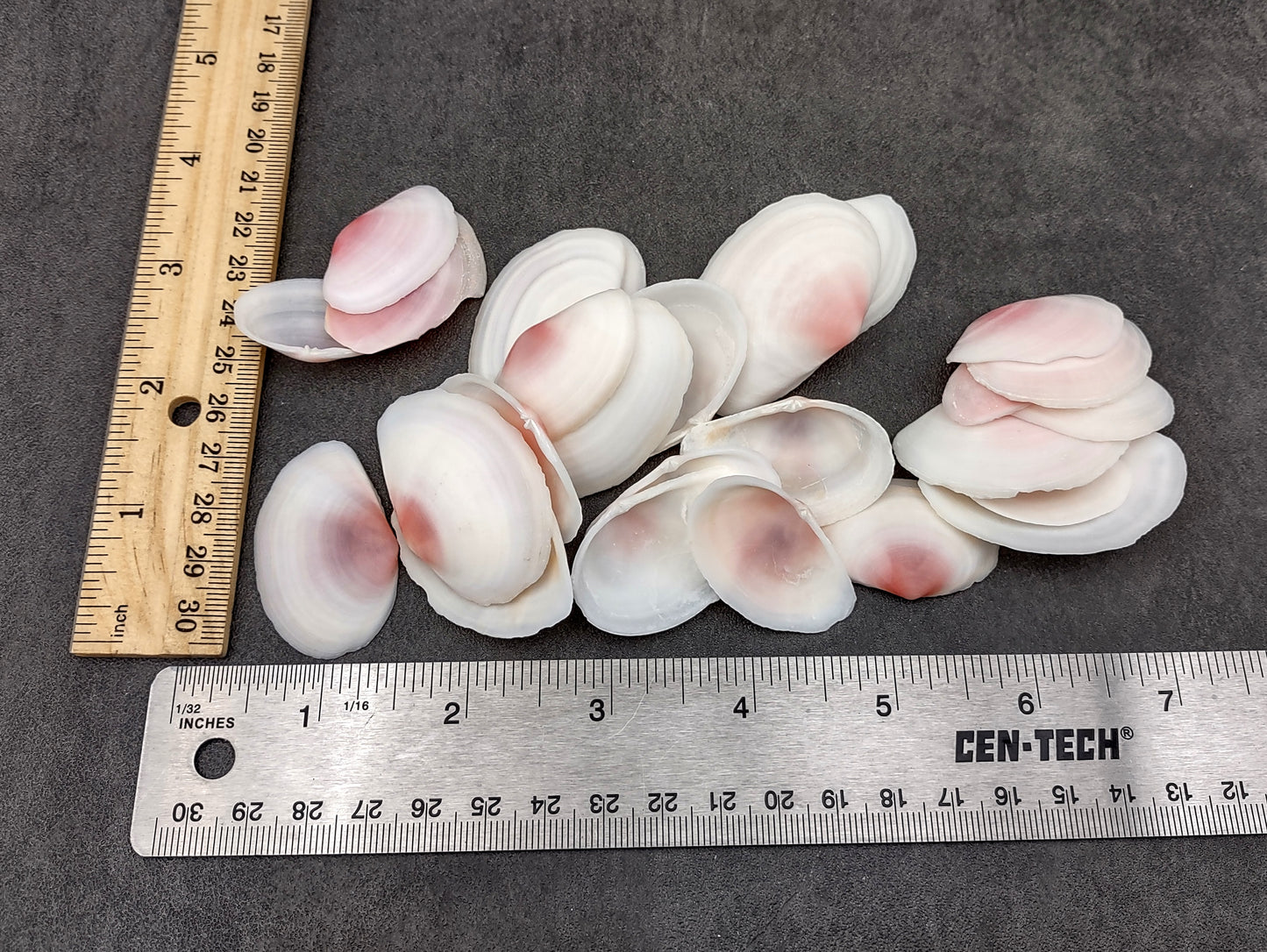 Light Pink Tellin Seashell Rose Petal Halves (30 shells approx. 1+ inches) Rose Pink White Sea Shells for home crafts & art projects!