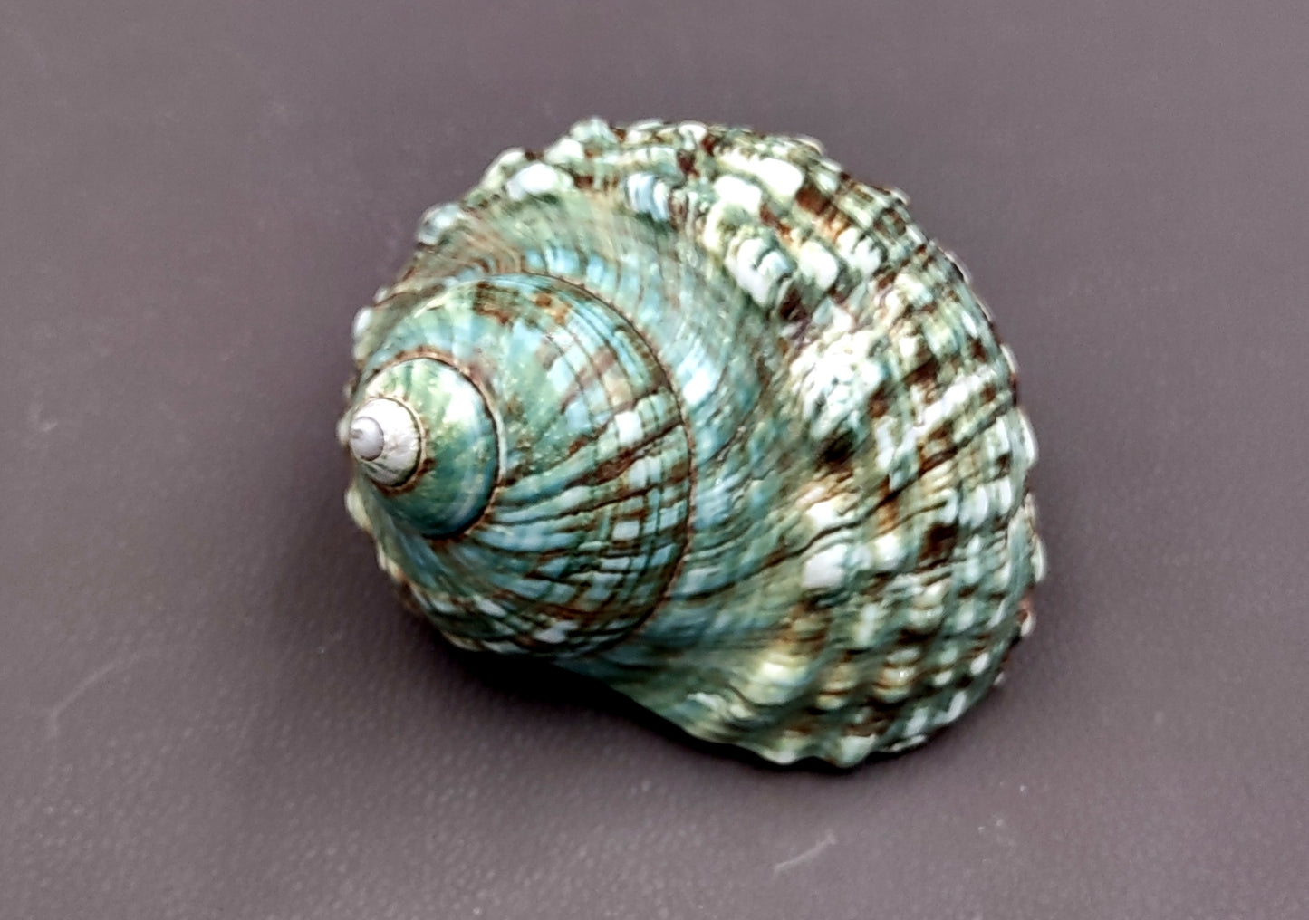 Polished Green Jade Turbo Seashell Turbo Burgessi (1 shell approx. 4+ inches) Smooth Green Shell for Hermit Crab Home Display & Collecting!