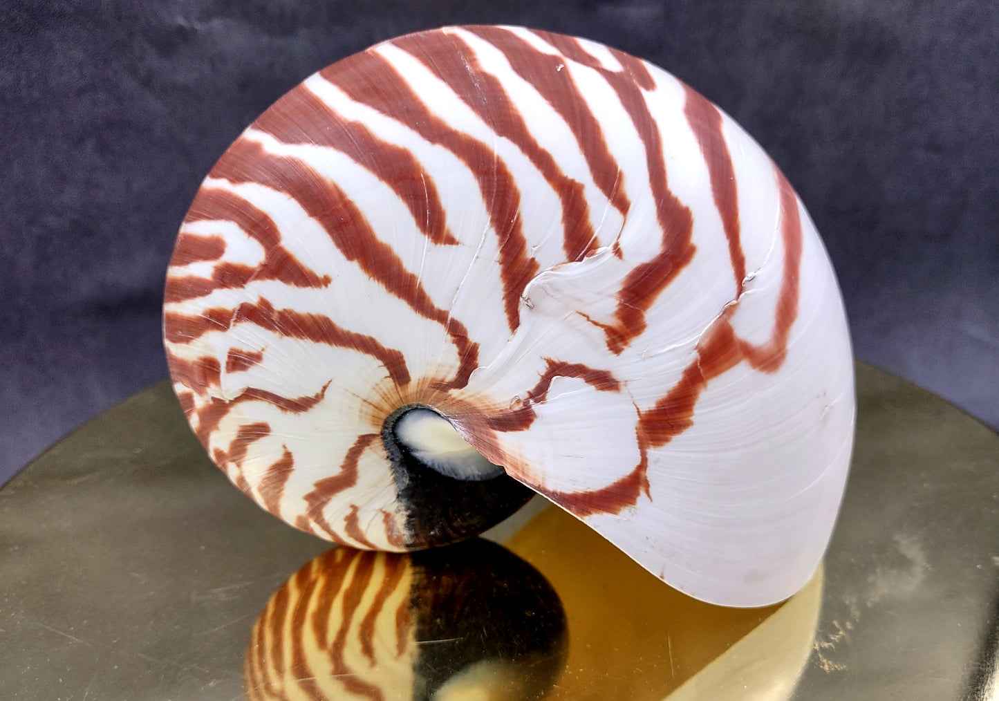 Natural Nautilus Seashell Nautilus Pompilius (1 shell approx. 5+ inches) Great shells for coastal crafting decor & collections!